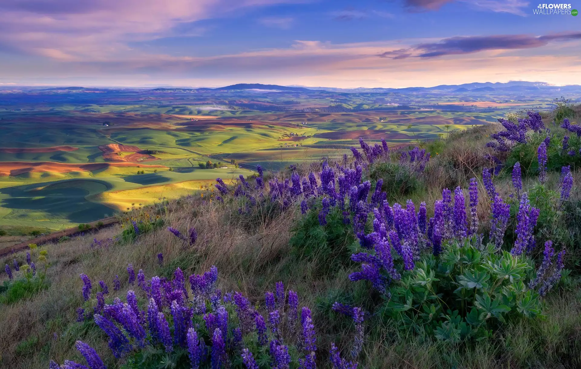 Flowers, lupine, field, Houses, The Hills