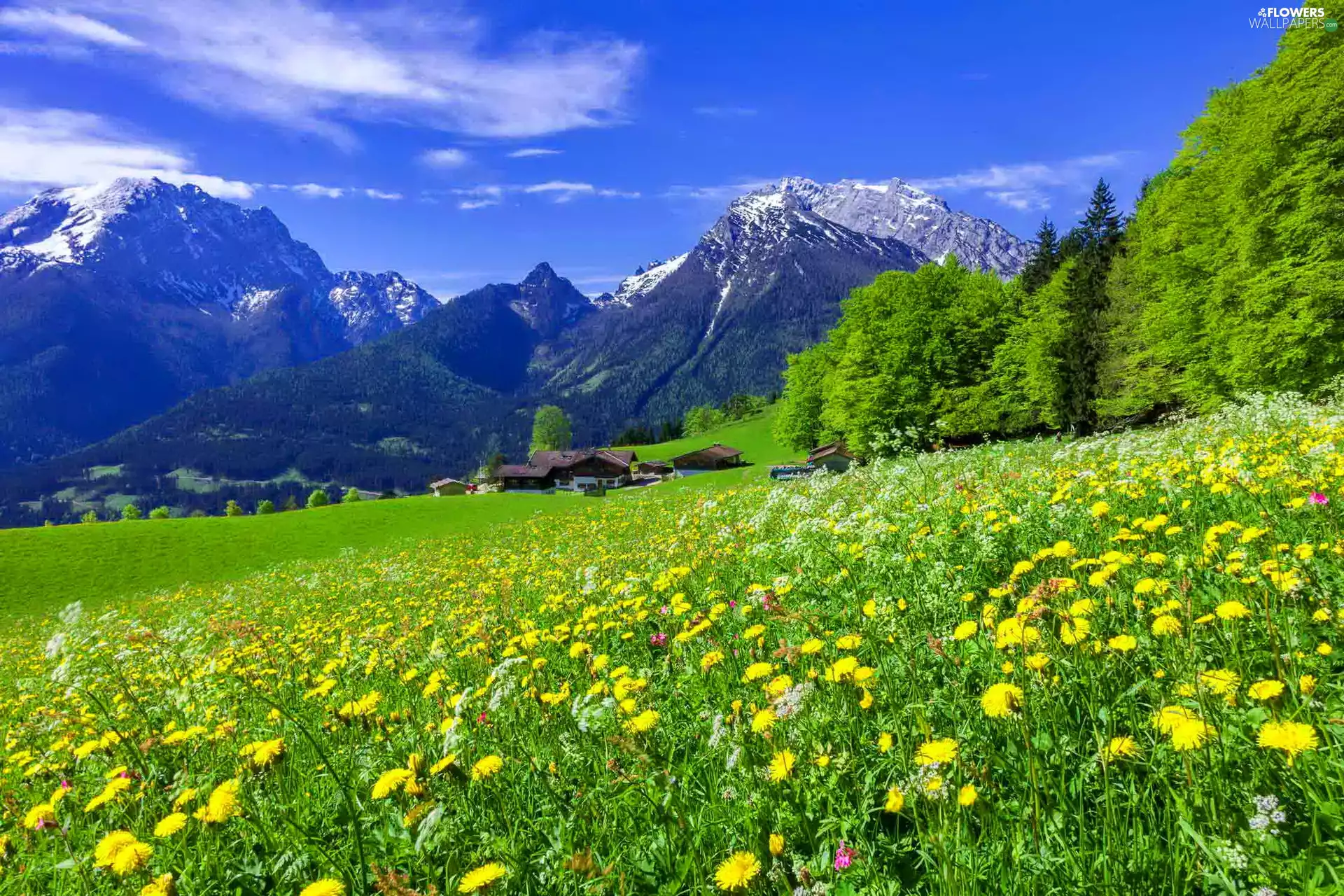 Mountains, Meadow, Houses, Spring, woods, Flowers