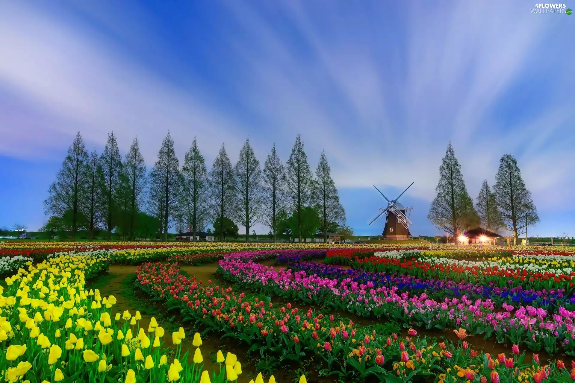 Windmill, Tulips, viewes, Houses, Field, trees, Netherlands