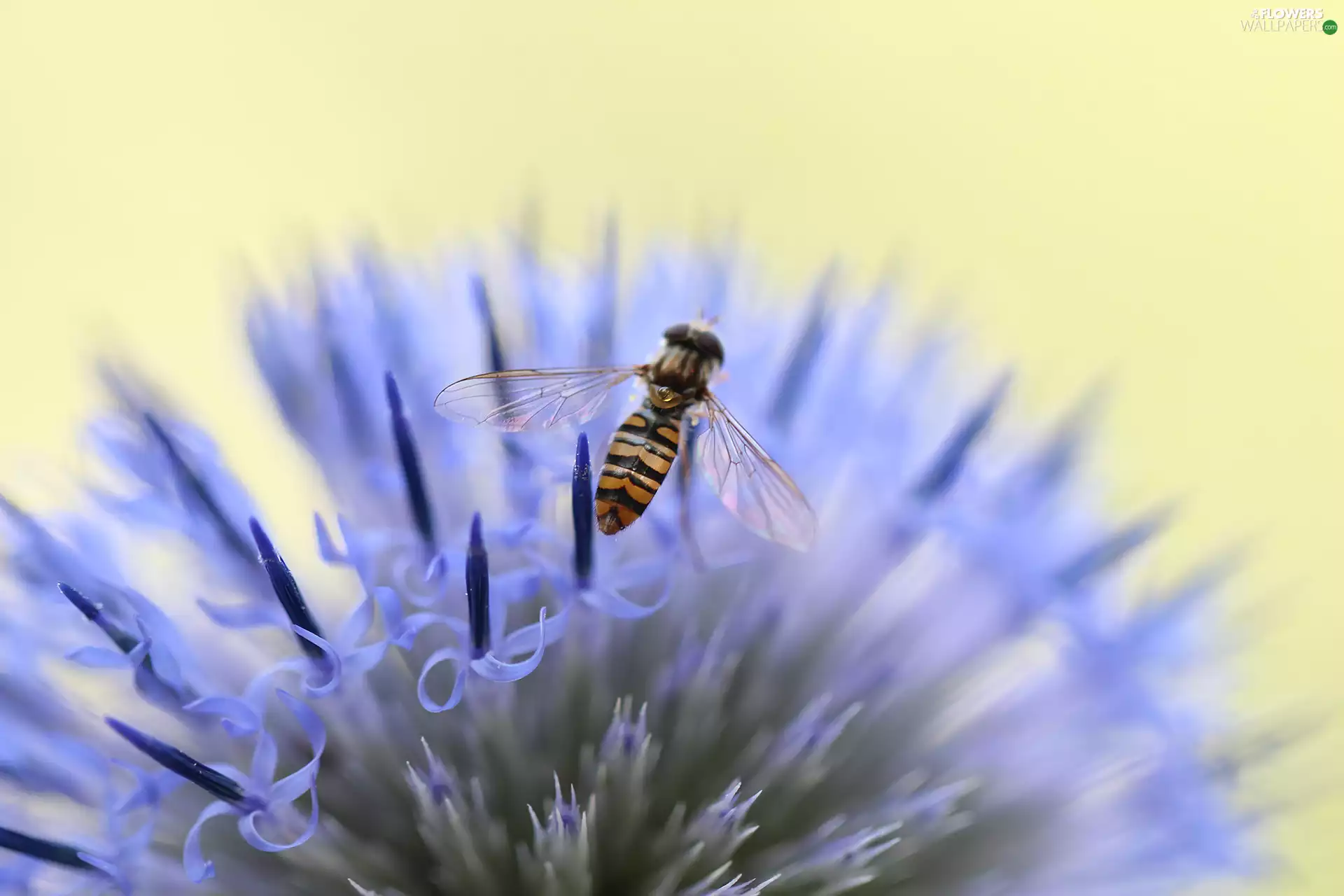 Echinops, Insect, Marmalade Hoverfly, Colourfull Flowers