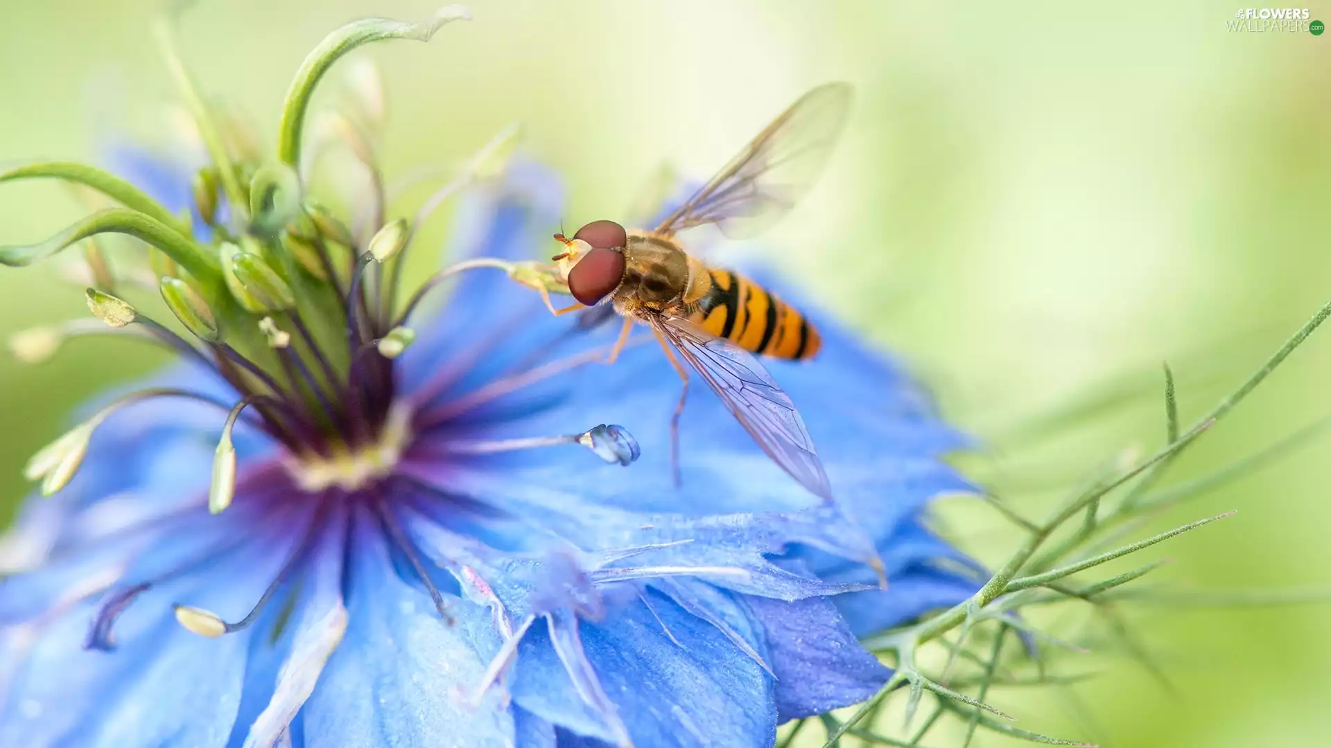 Colourfull Flowers, Marmalade Hoverfly, Close, Nigella