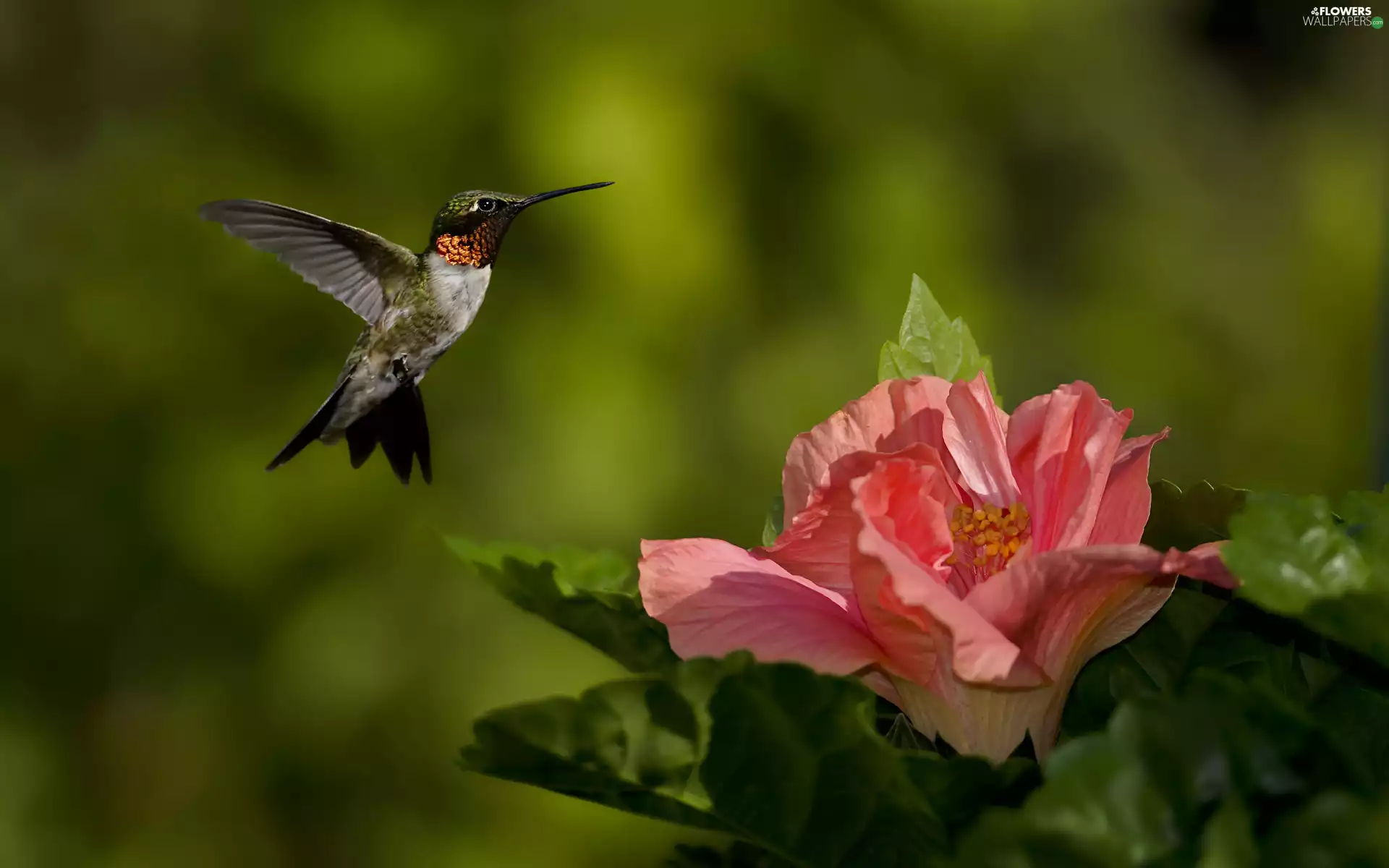 hibiskus, humming-bird, Colourfull Flowers