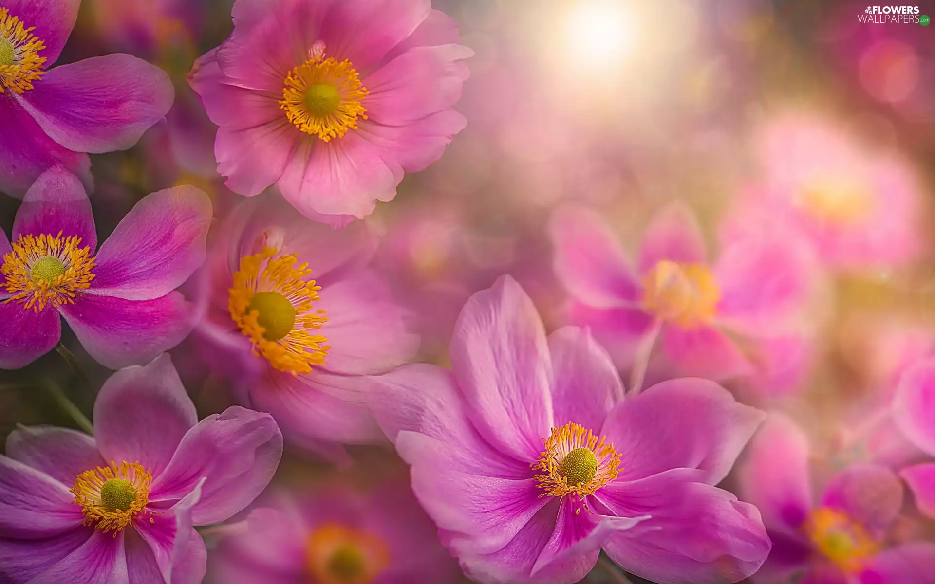 Close, Flowers, Anemone Hupehensis