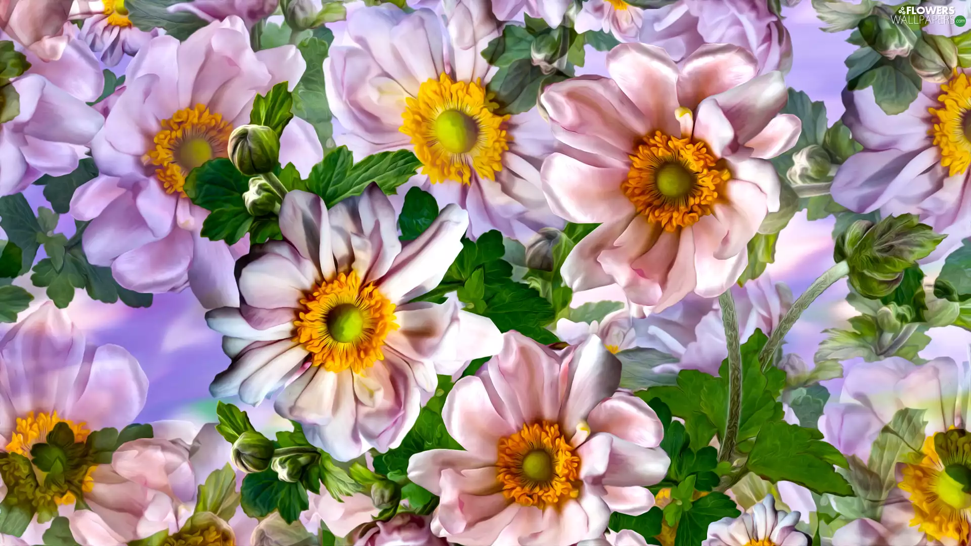 Light pink, Anemone Hupehensis, graphics, Flowers