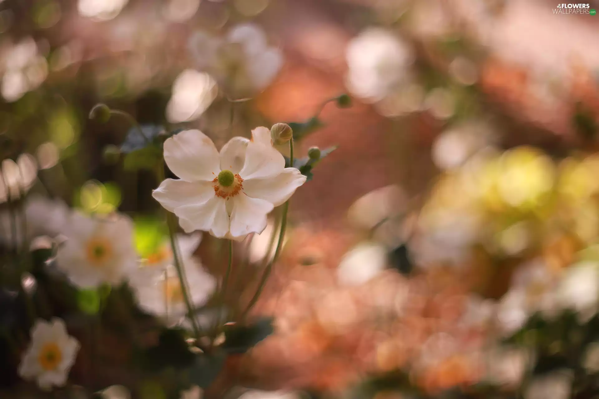 Flowers, White, Anemone Hupehensis