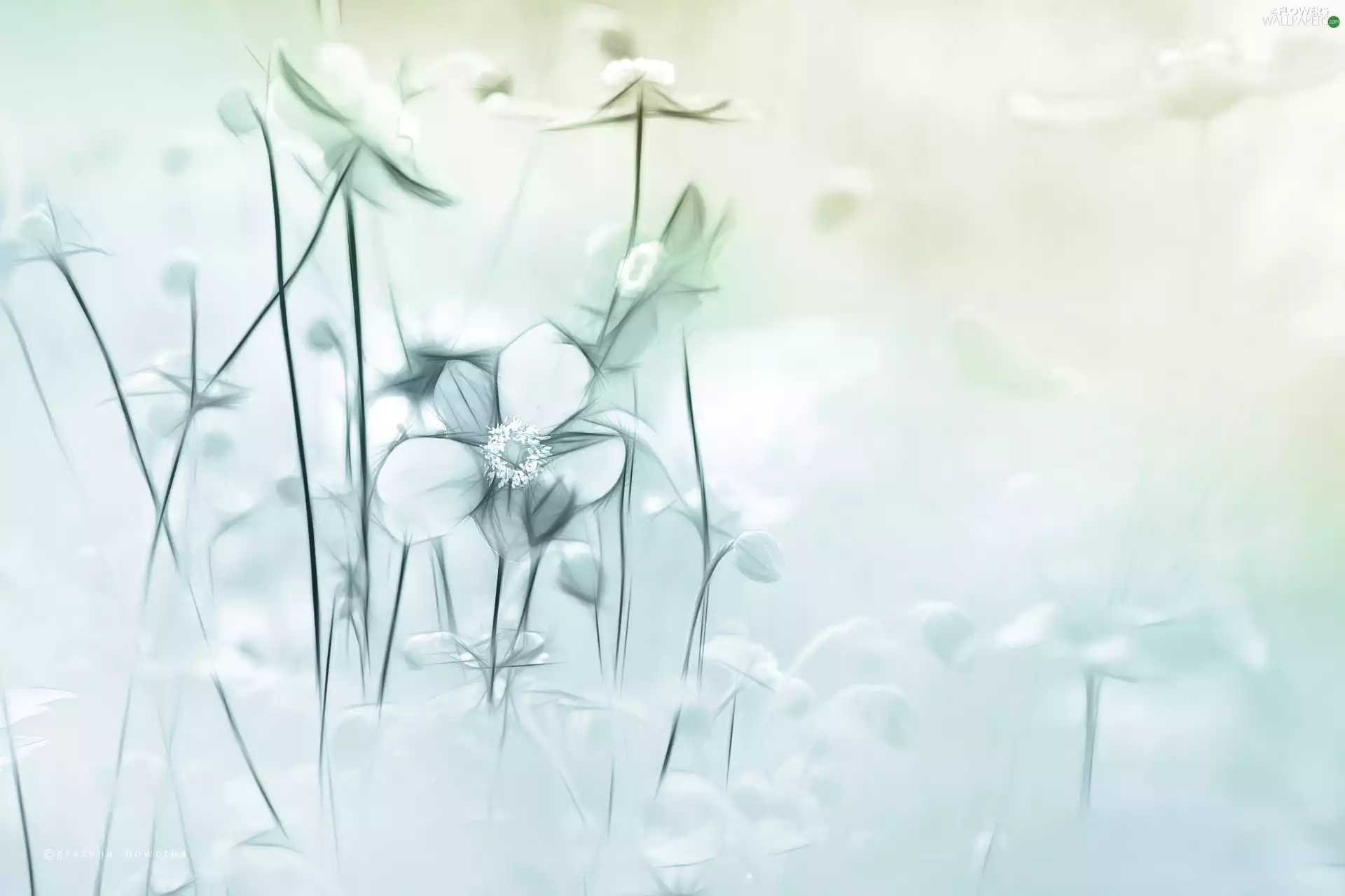 Fractalius, Flowers, Anemone Hupehensis