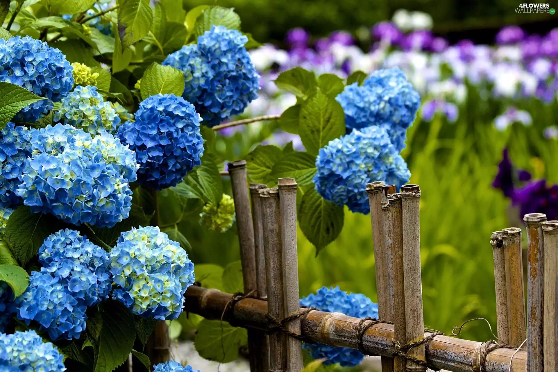Hurdle, Blue, hydrangea