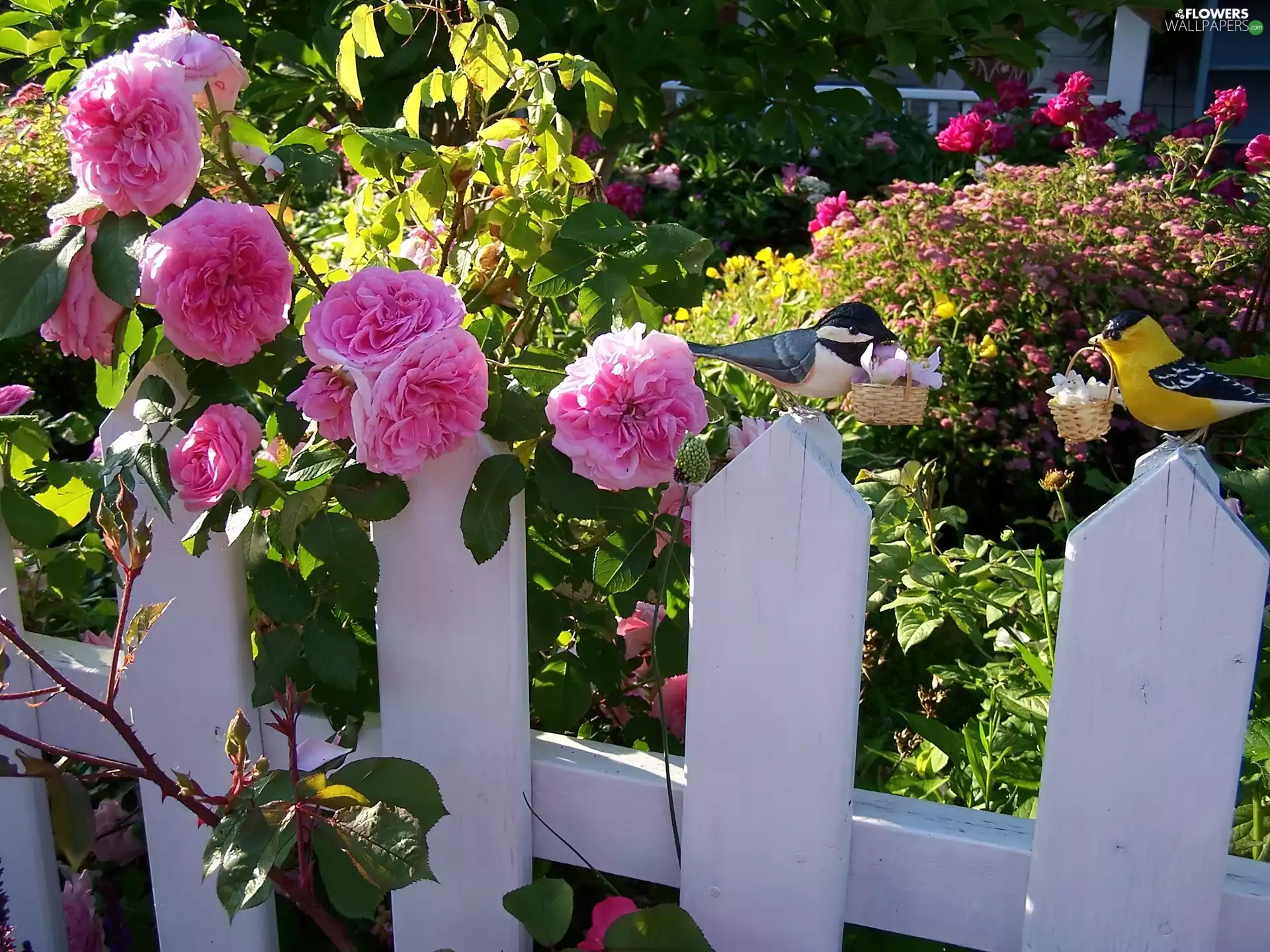 White, Hurdle, Pink, roses, Garden