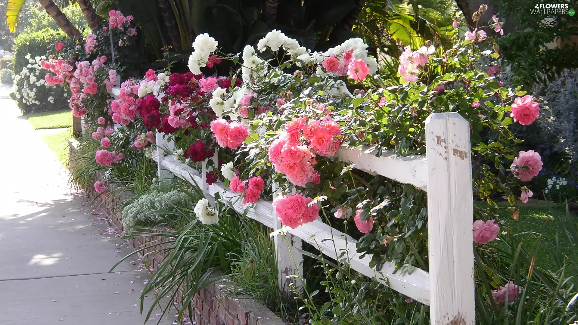 White, Climbing, roses, Hurdle
