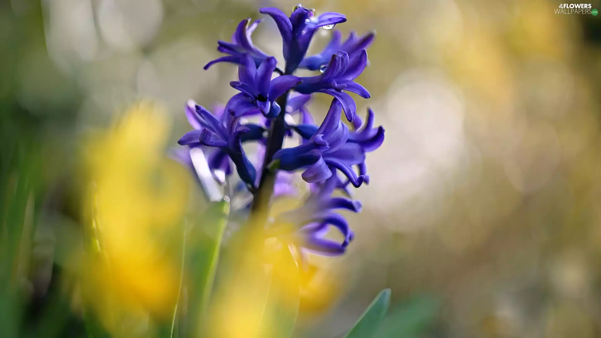 blue, Colourfull Flowers, hyacinth