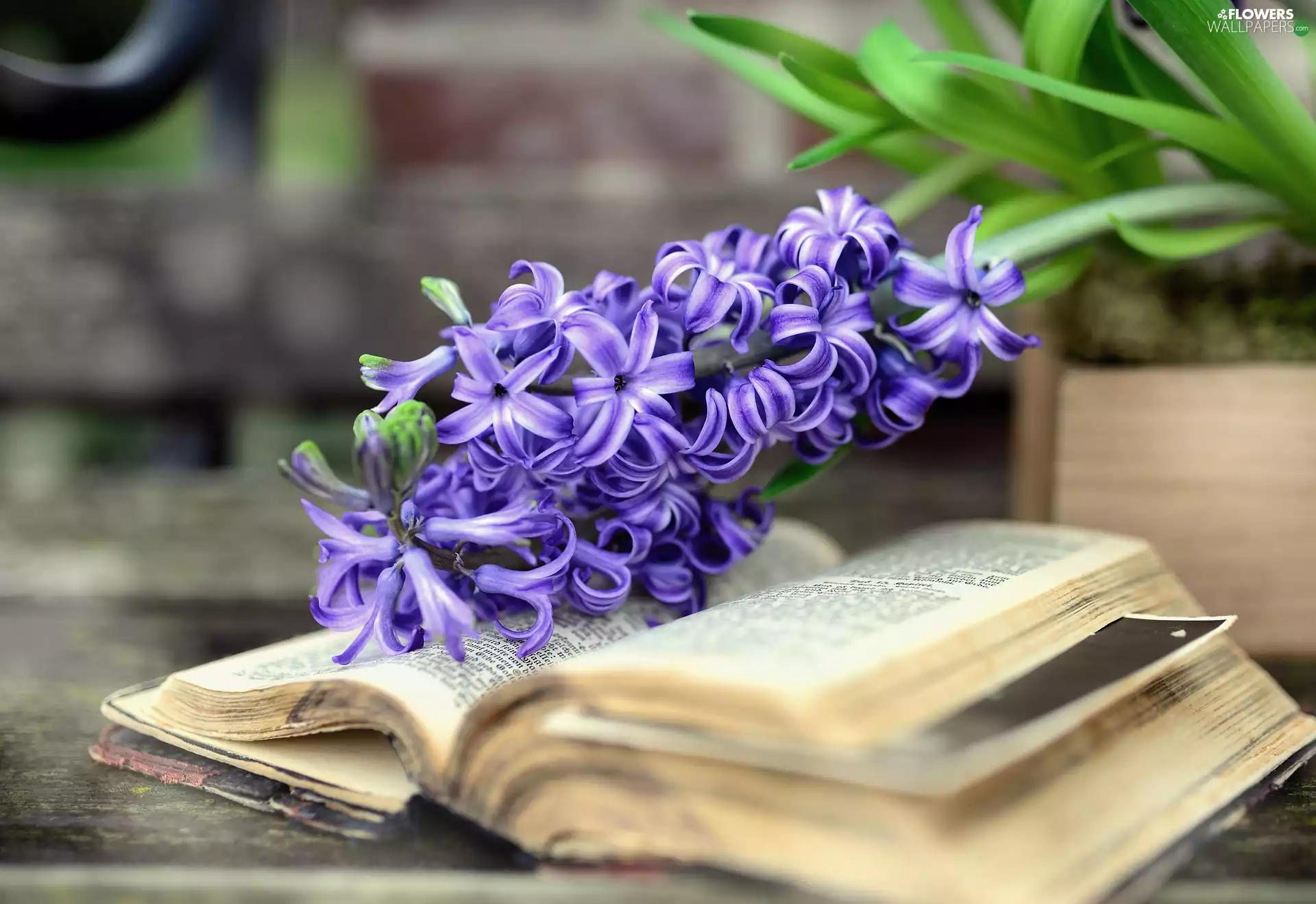 Book, Colourfull Flowers, hyacinth