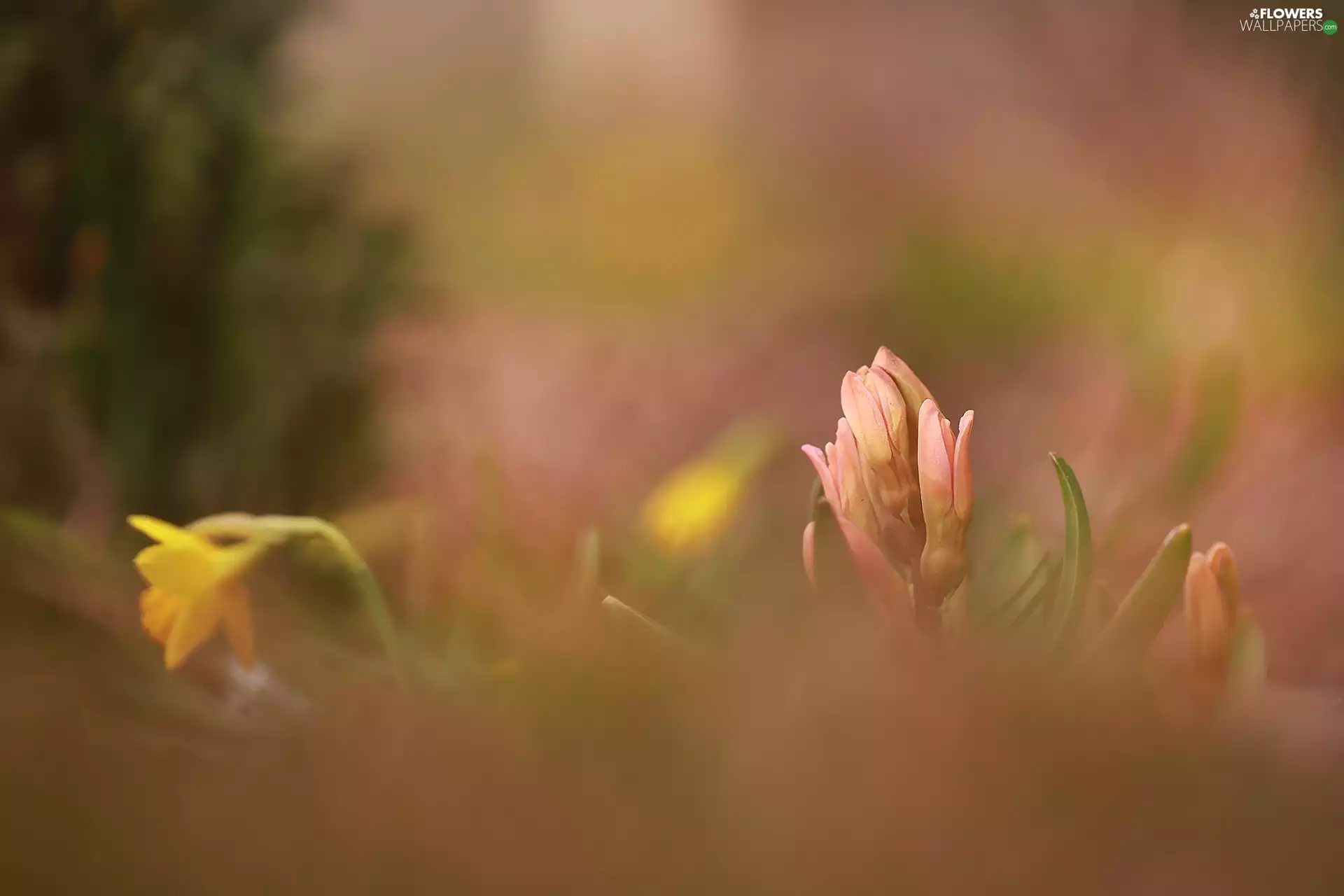 Colourfull Flowers, blooming, hyacinth