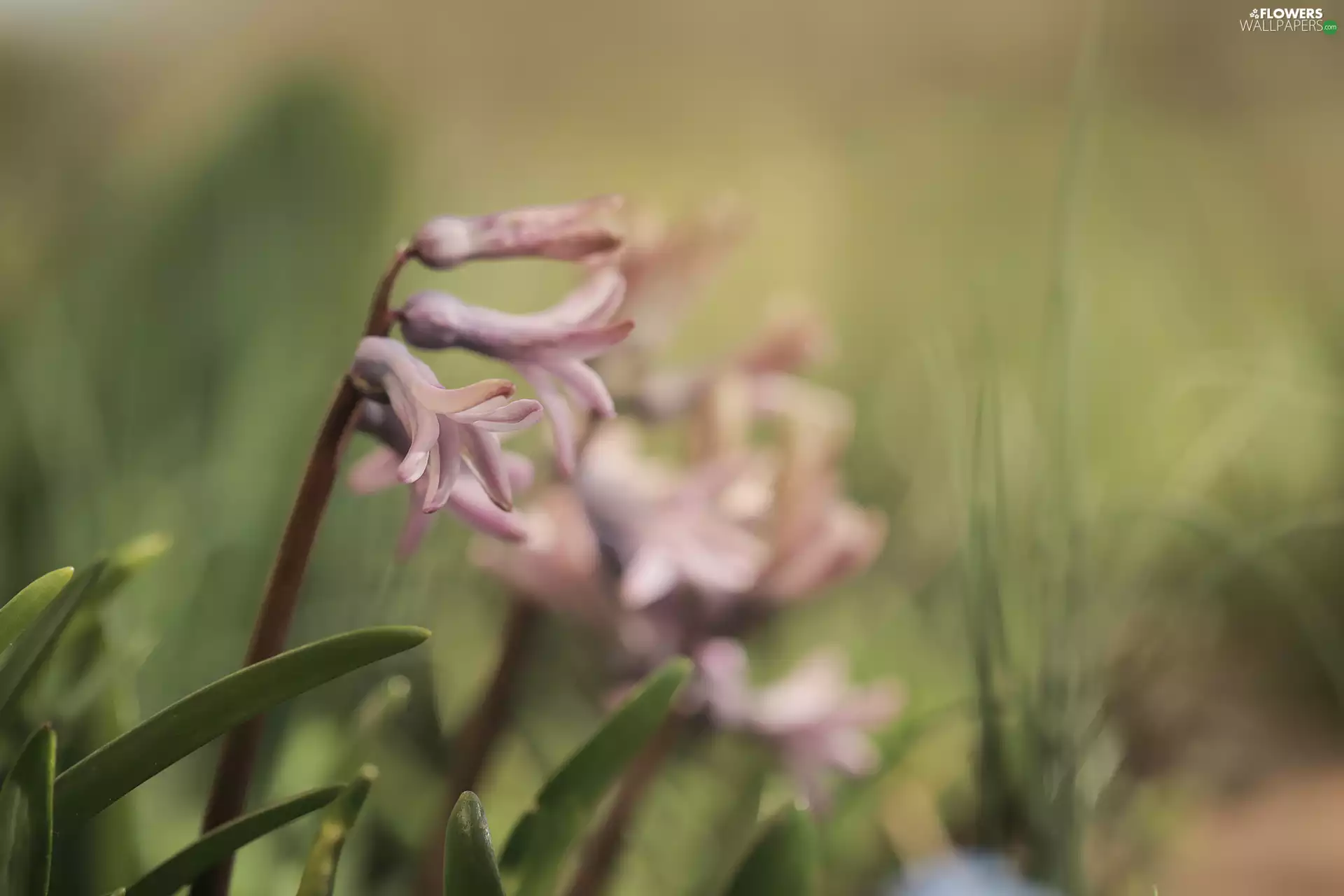 Colourfull Flowers, Pink, hyacinth