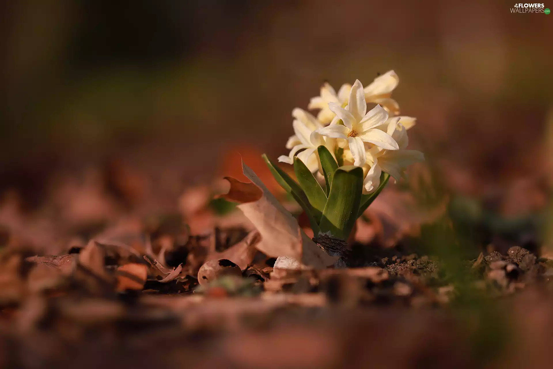Colourfull Flowers, White, hyacinth