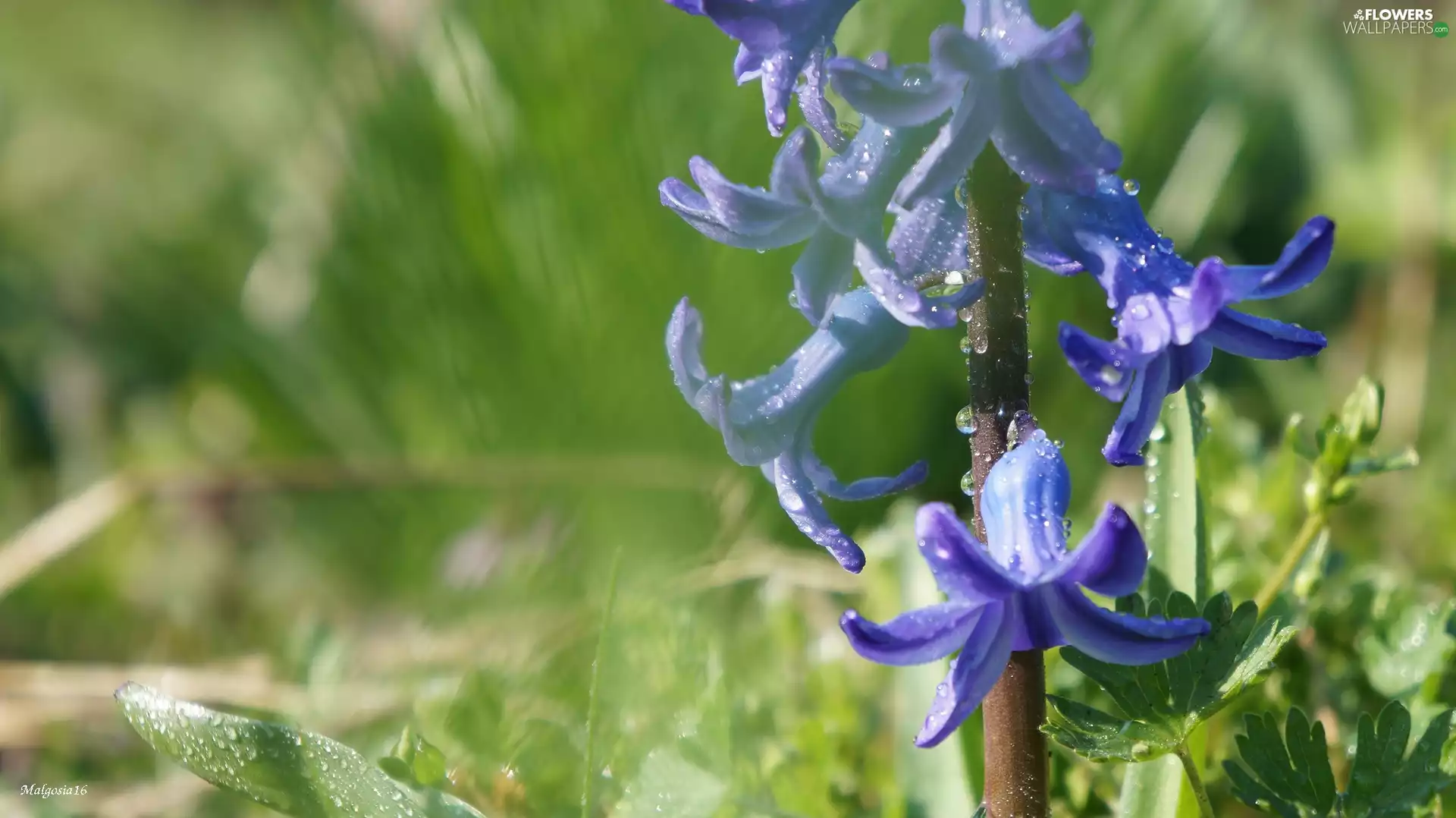 hyacinth, Blue, Flowers