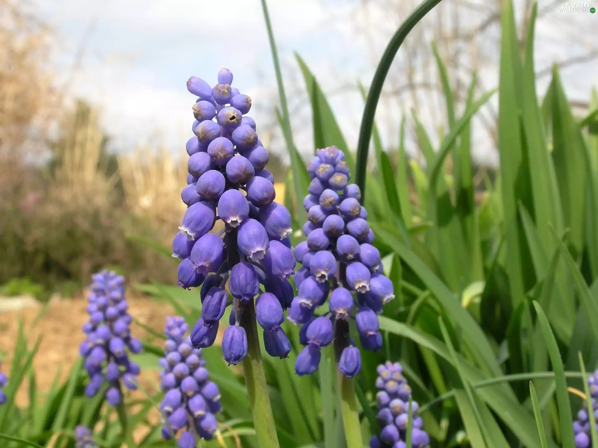 hyacinth Muscari