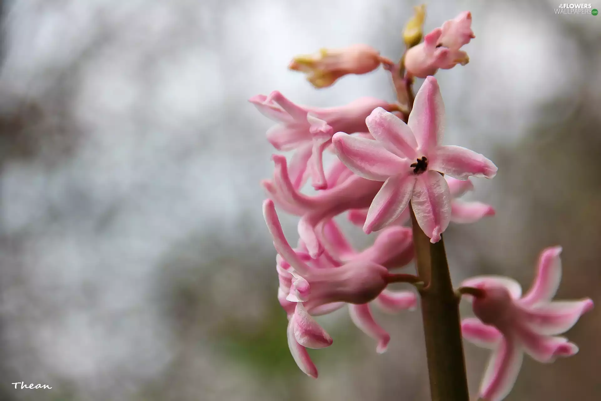hyacinth, Pale pink
