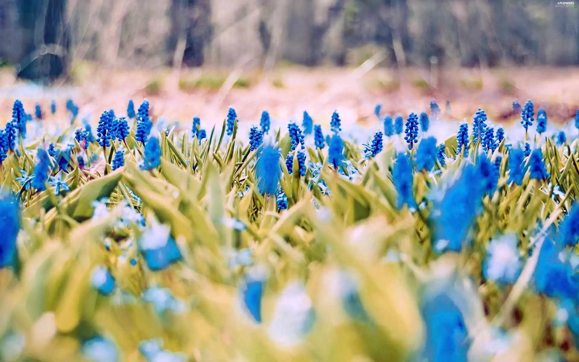 Spring, Meadow, Grape Hyacinth