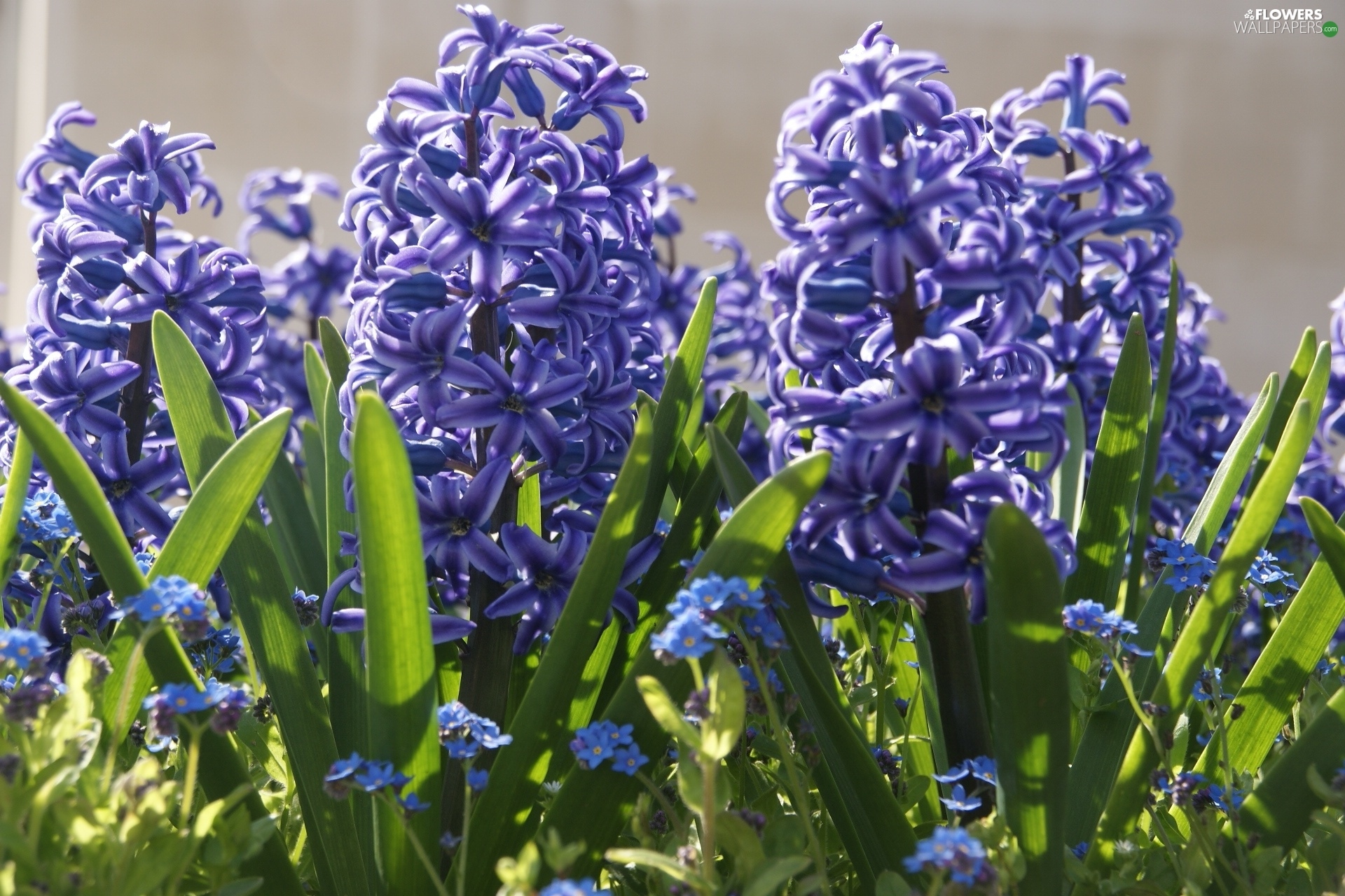Hyacinths, Spring, Blue