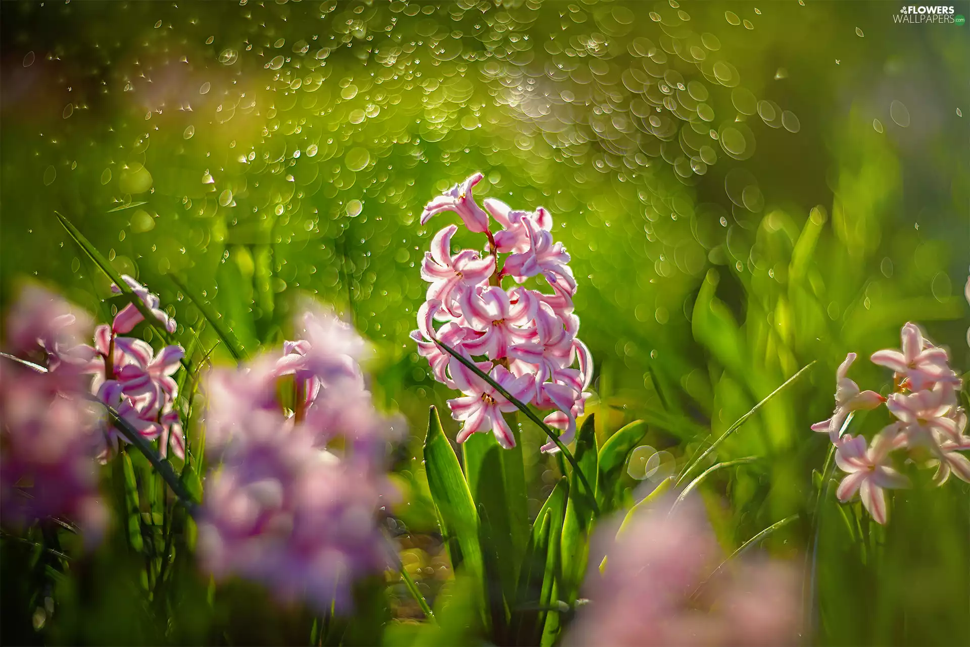 Bokeh, Pink-White, Hyacinths