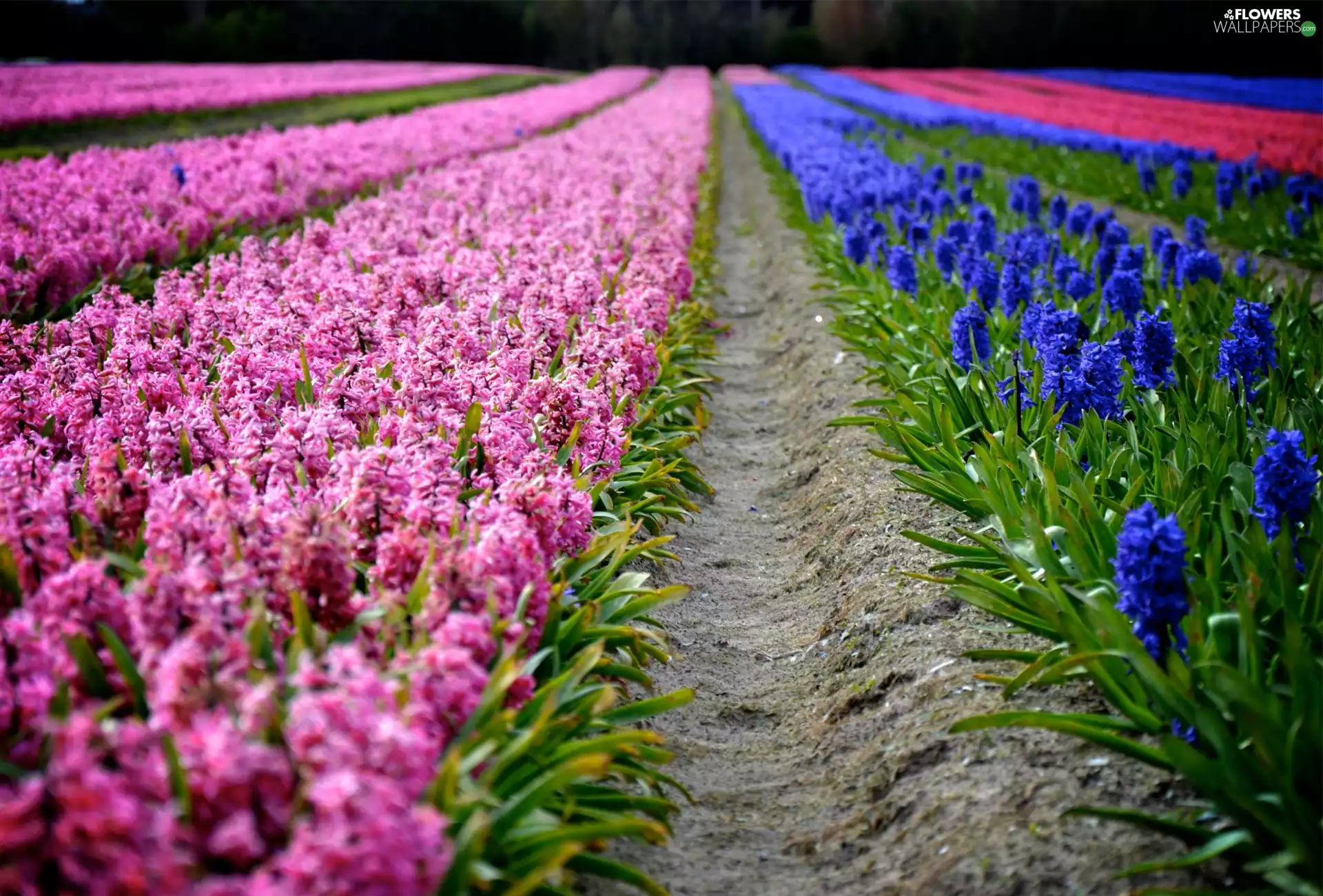 color, Hyacinths