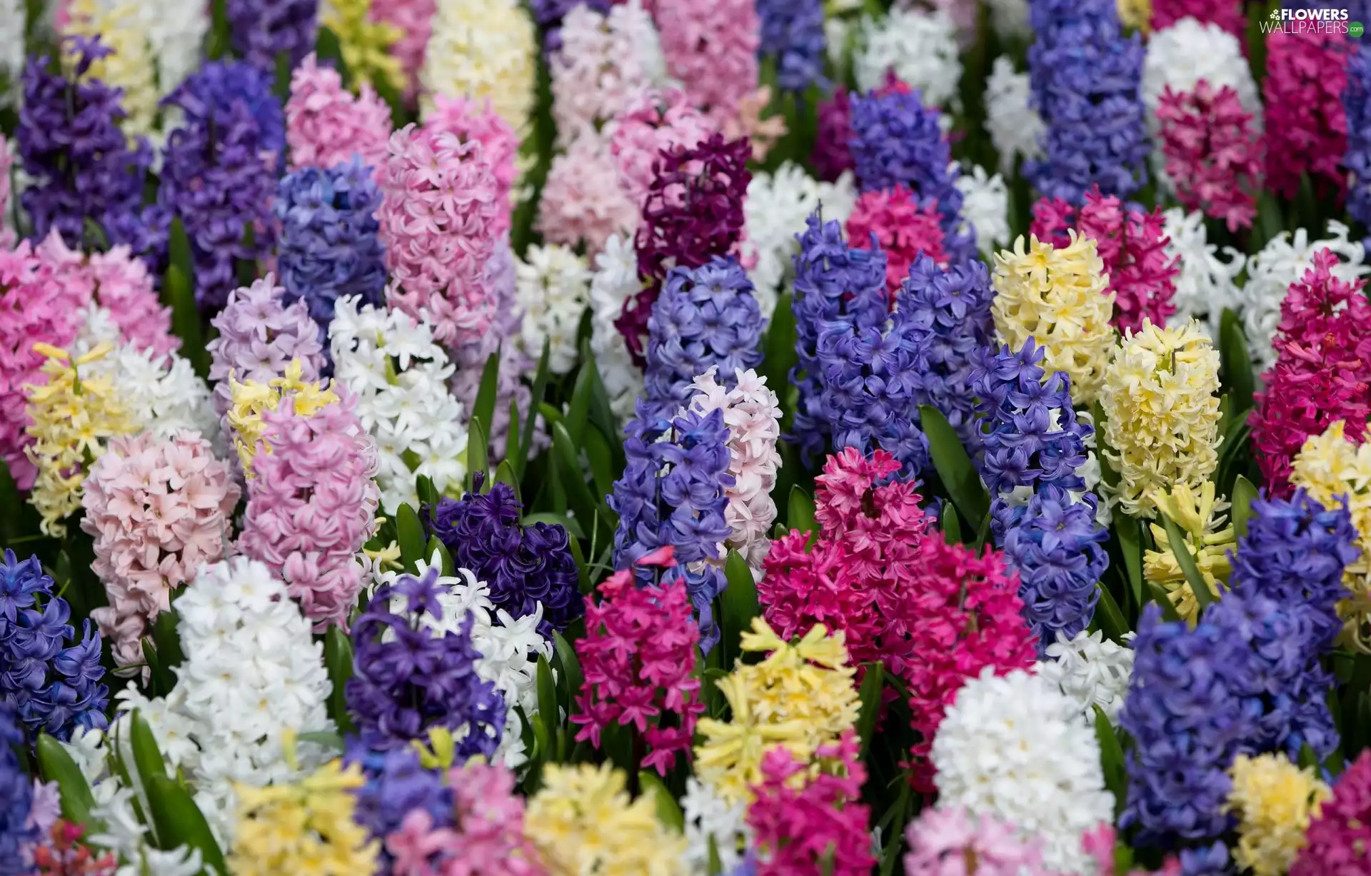 Hyacinths, Flowers, color