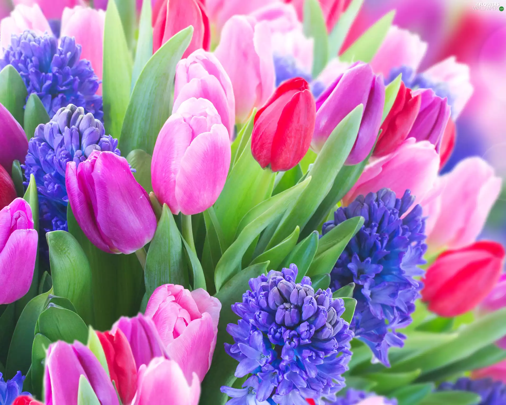 Hyacinths, Tulips, color