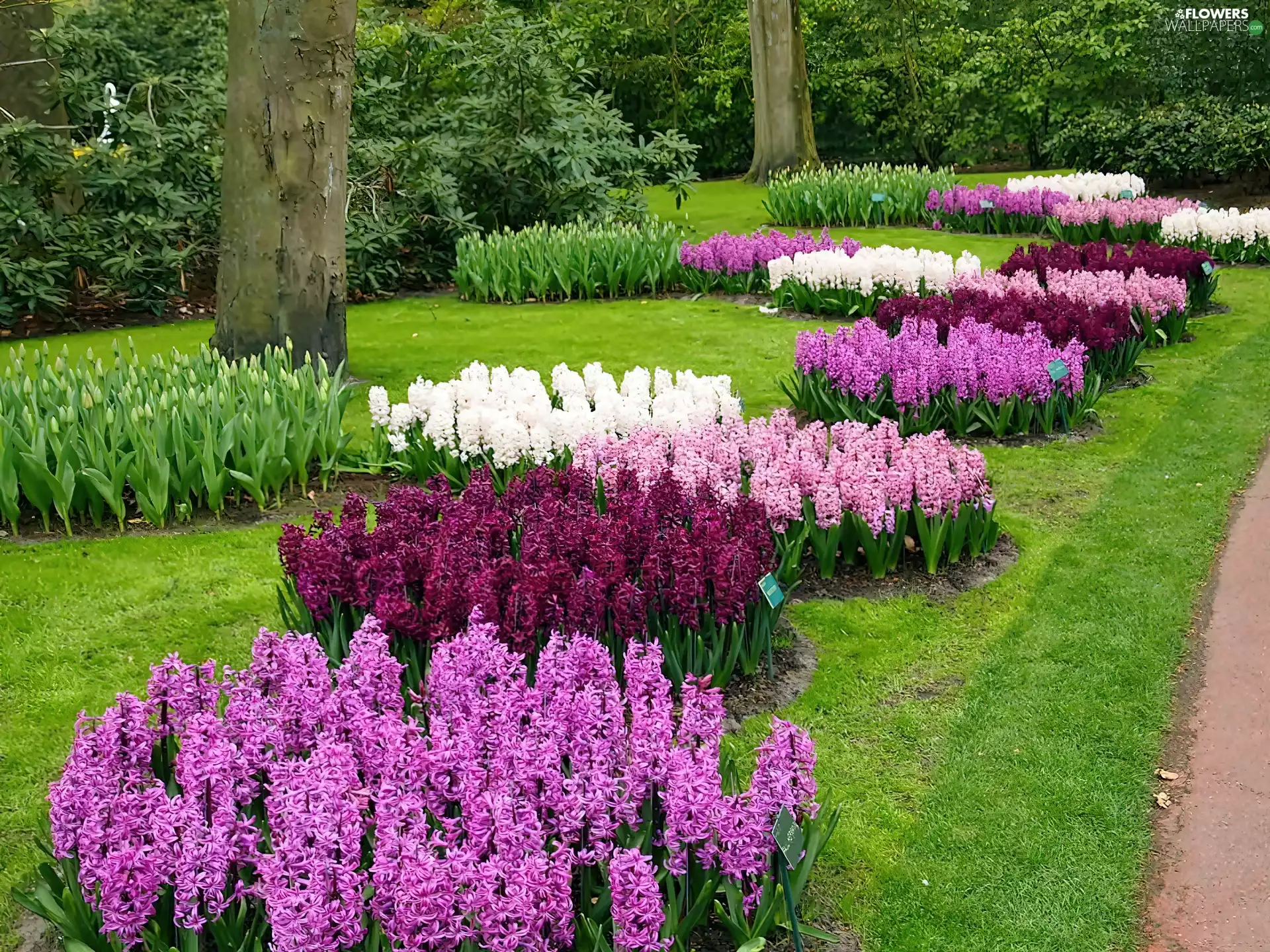 Hyacinths, Park, flourishing
