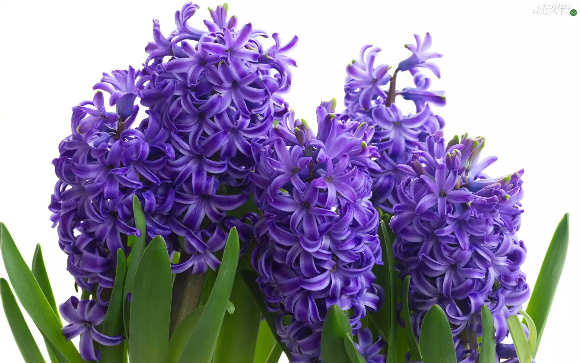Leaf, White Background, Hyacinths, Blue, Flowers