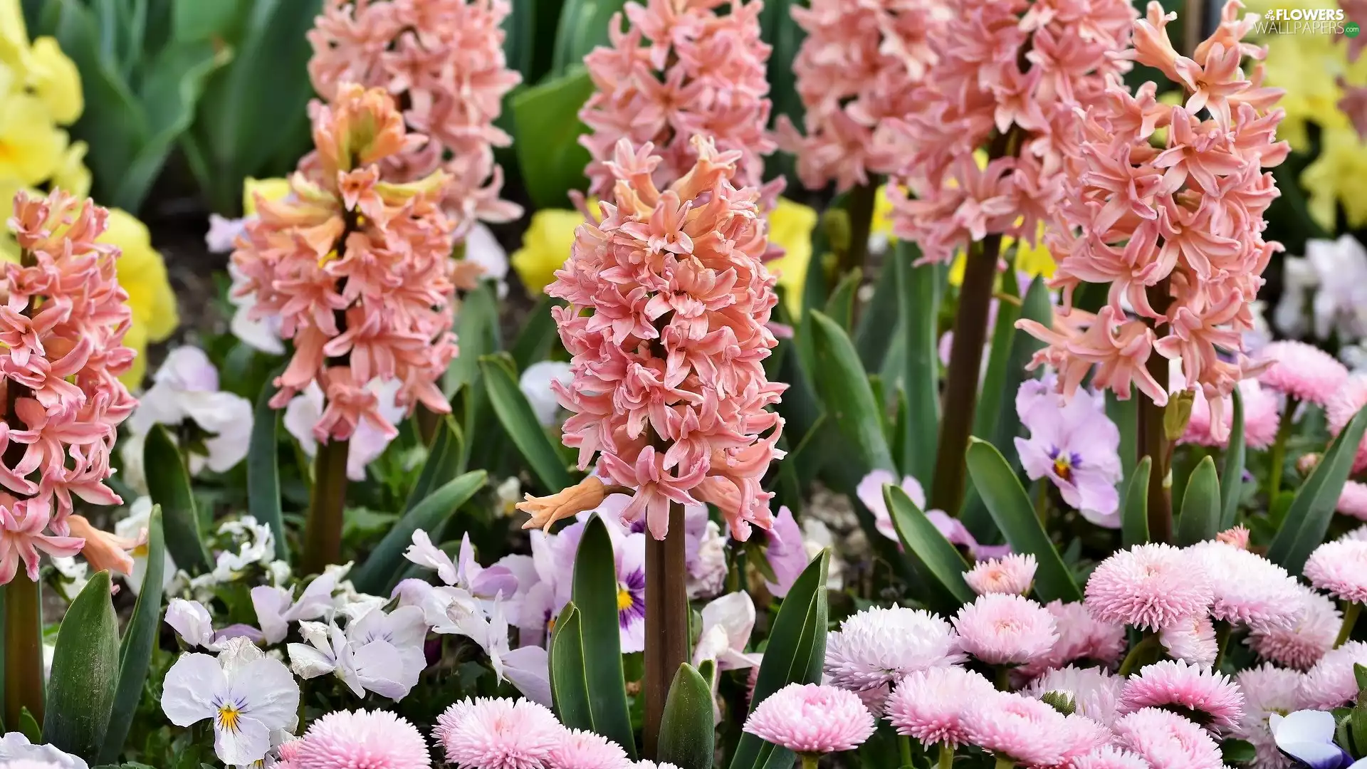 daisies, Hyacinths, Flowers, pansies, color