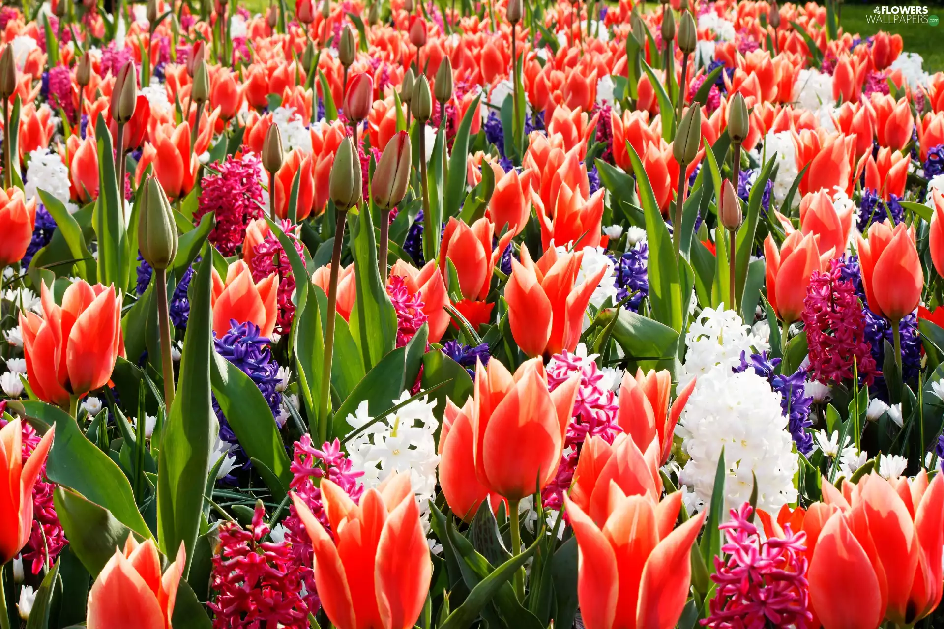 Tulips, Hyacinths, Flowers, Red, color