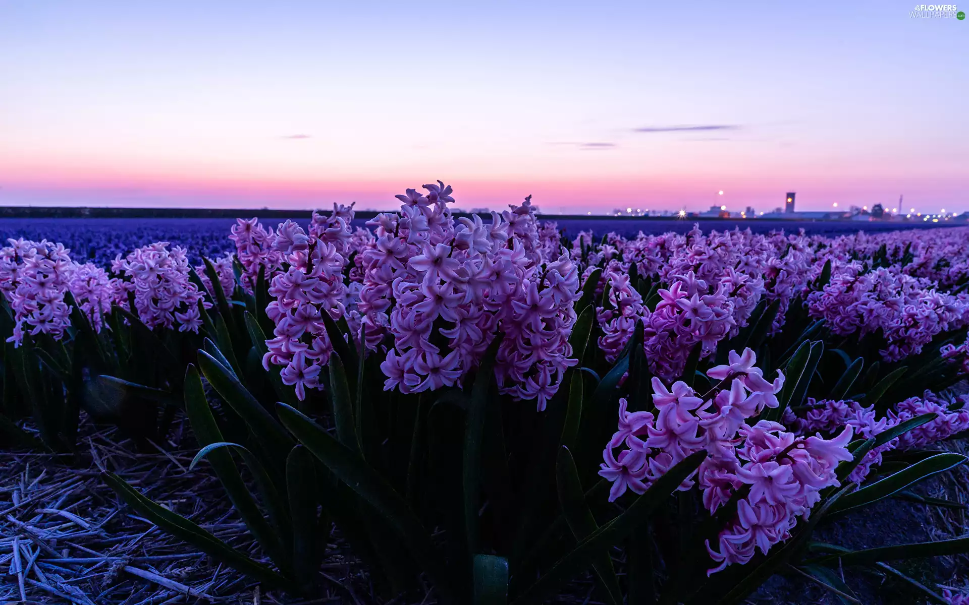 Flowers, Pink, Sky, Hyacinths