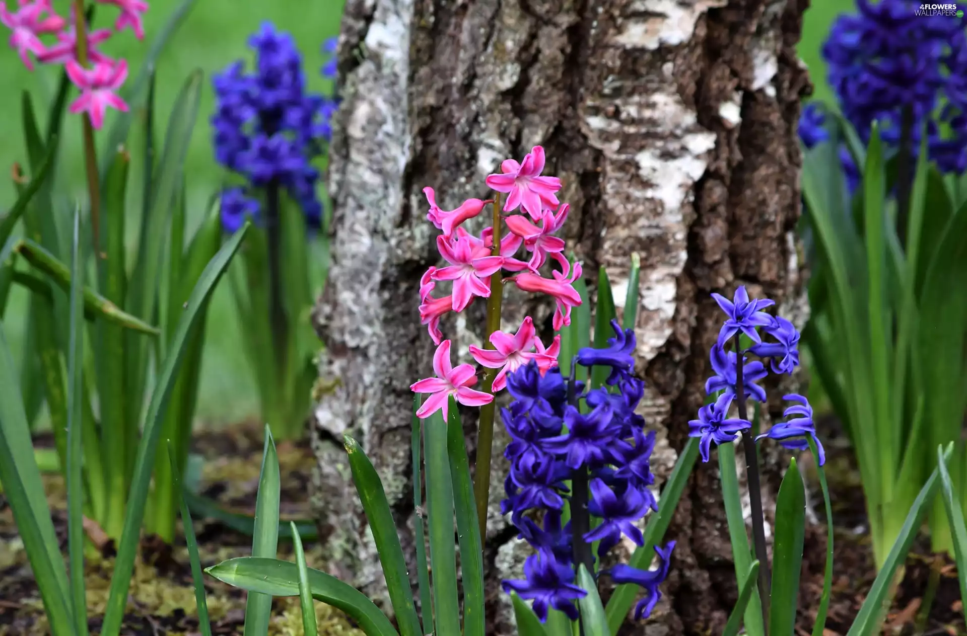 cork, birch-tree, Hyacinths, snag, Flowers