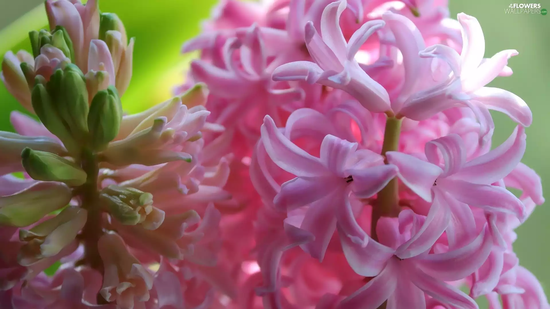 Hyacinths, Flowers, Pink