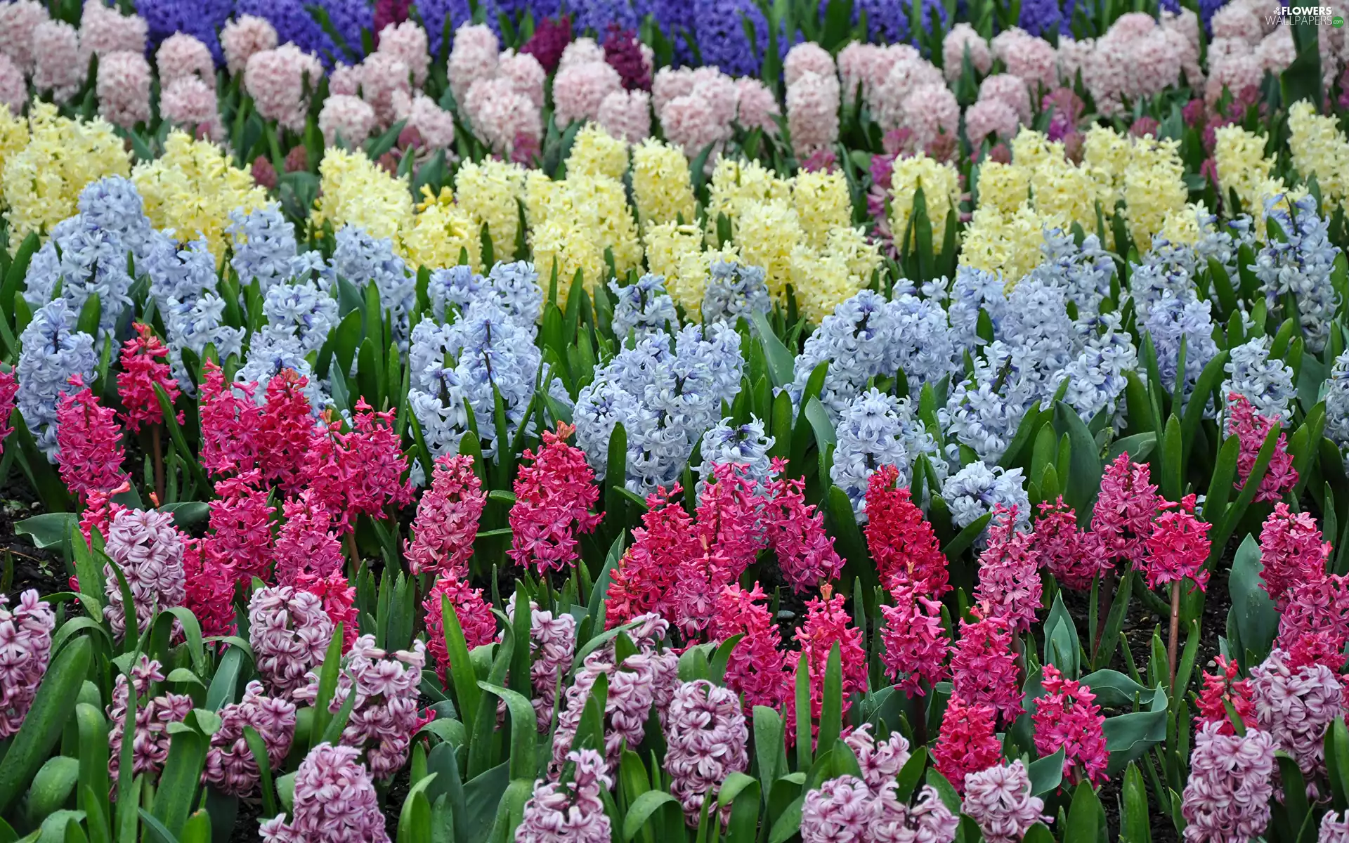 Yellow, Hyacinths, Pink, Blue, purple