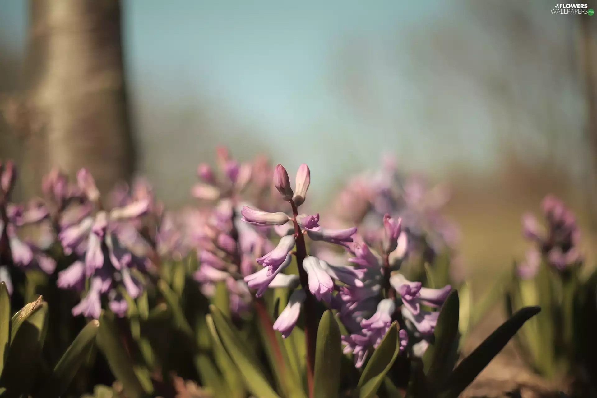 Pink, Flowers, rapprochement, Hyacinths