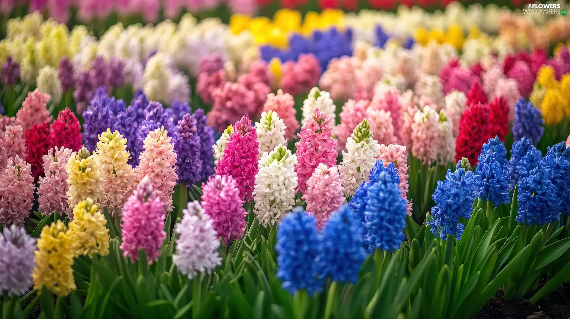 White, Blue, Yellow, Hyacinths, purple, Pink