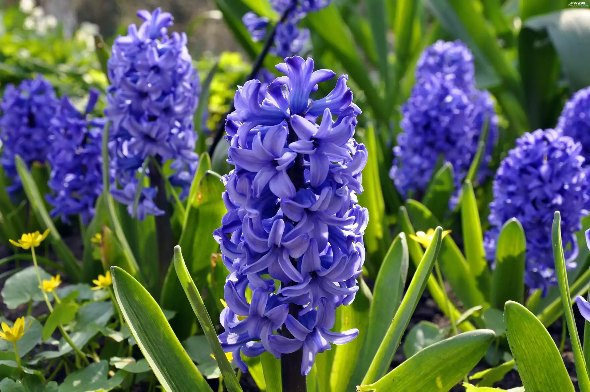 Hyacinths, beatyfull, purple