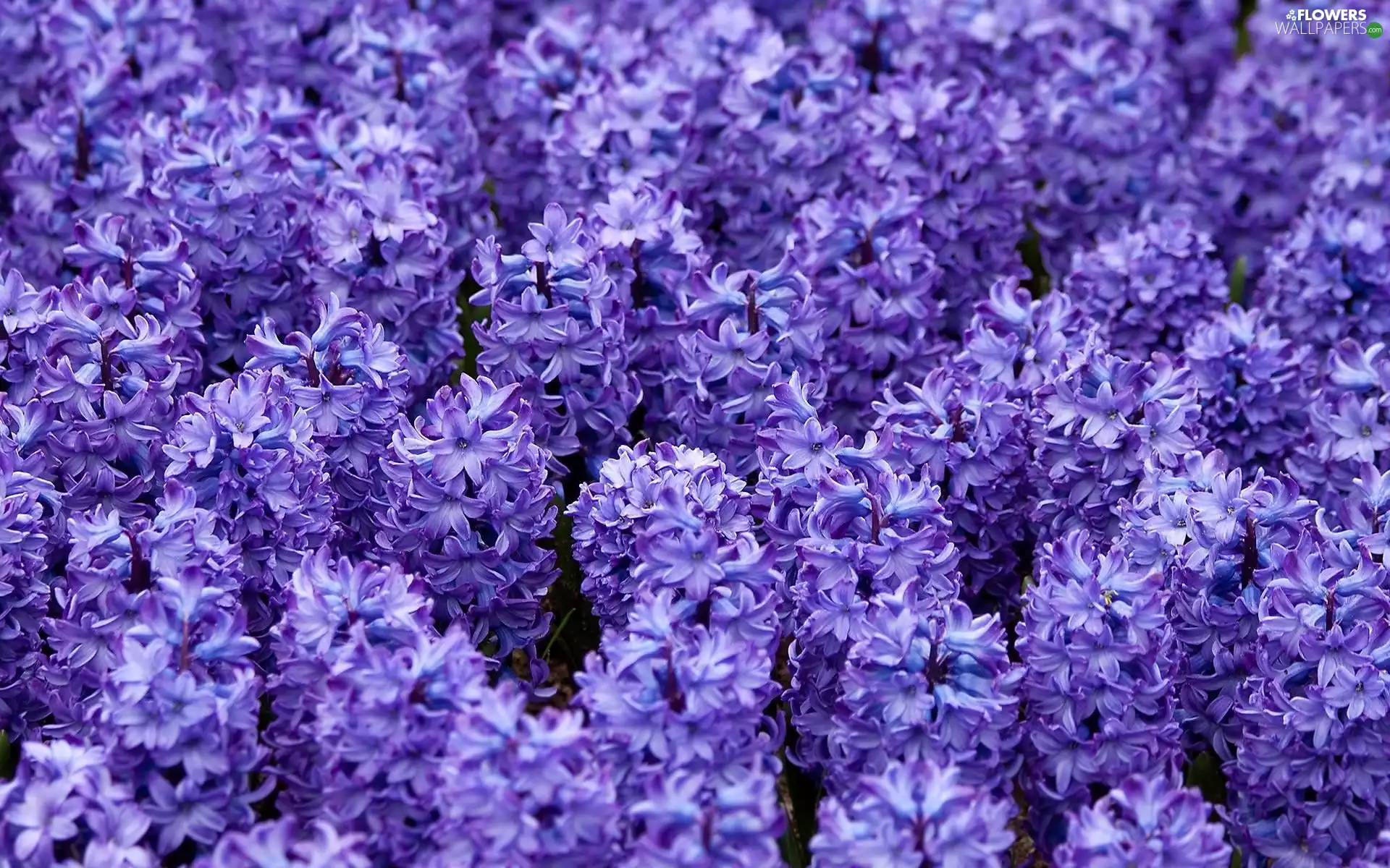 Hyacinths, Flowers, purple
