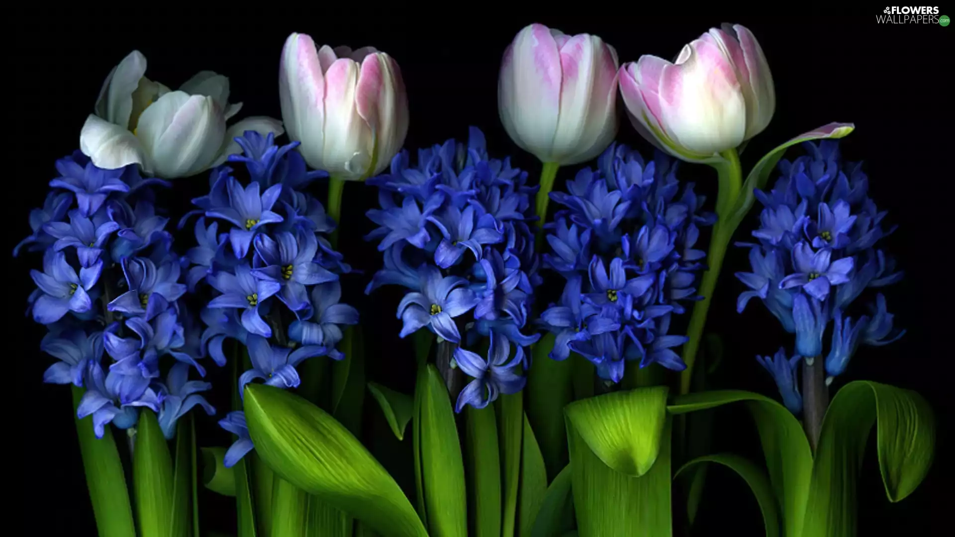 Tulips, Hyacinths - Flowers wallpapers: 1920x1080