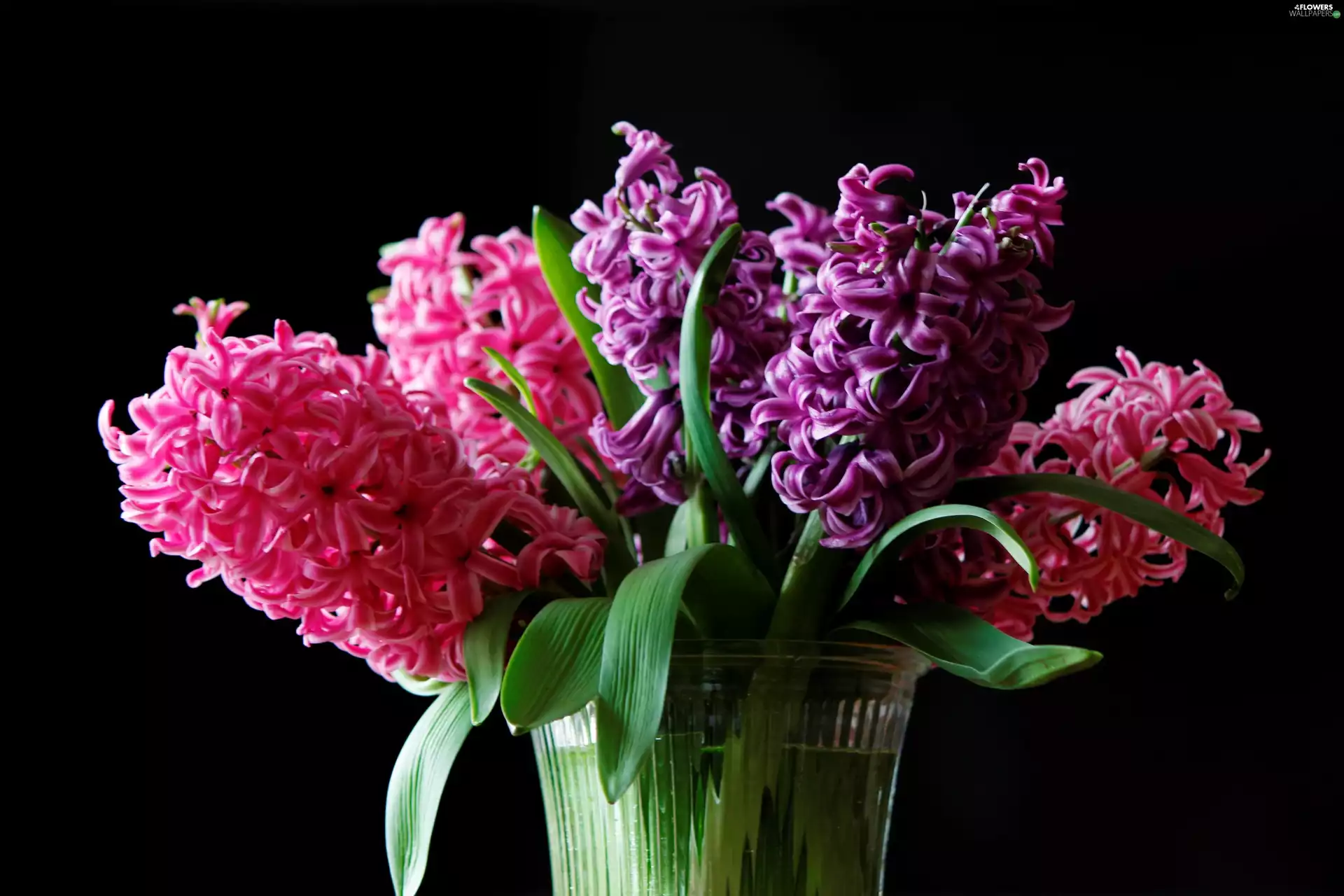 Hyacinths, Vase