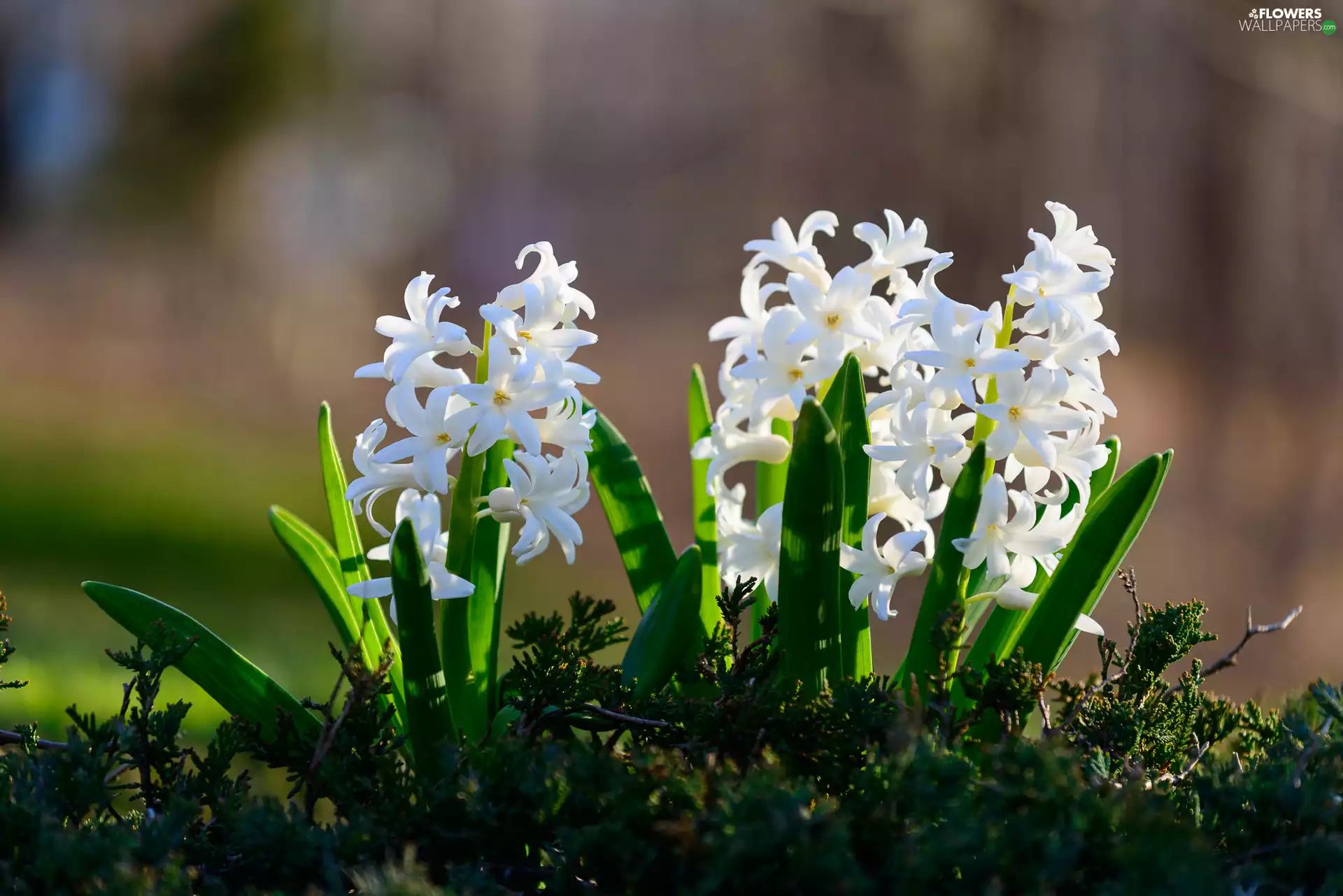 Hyacinths, Flowers, White