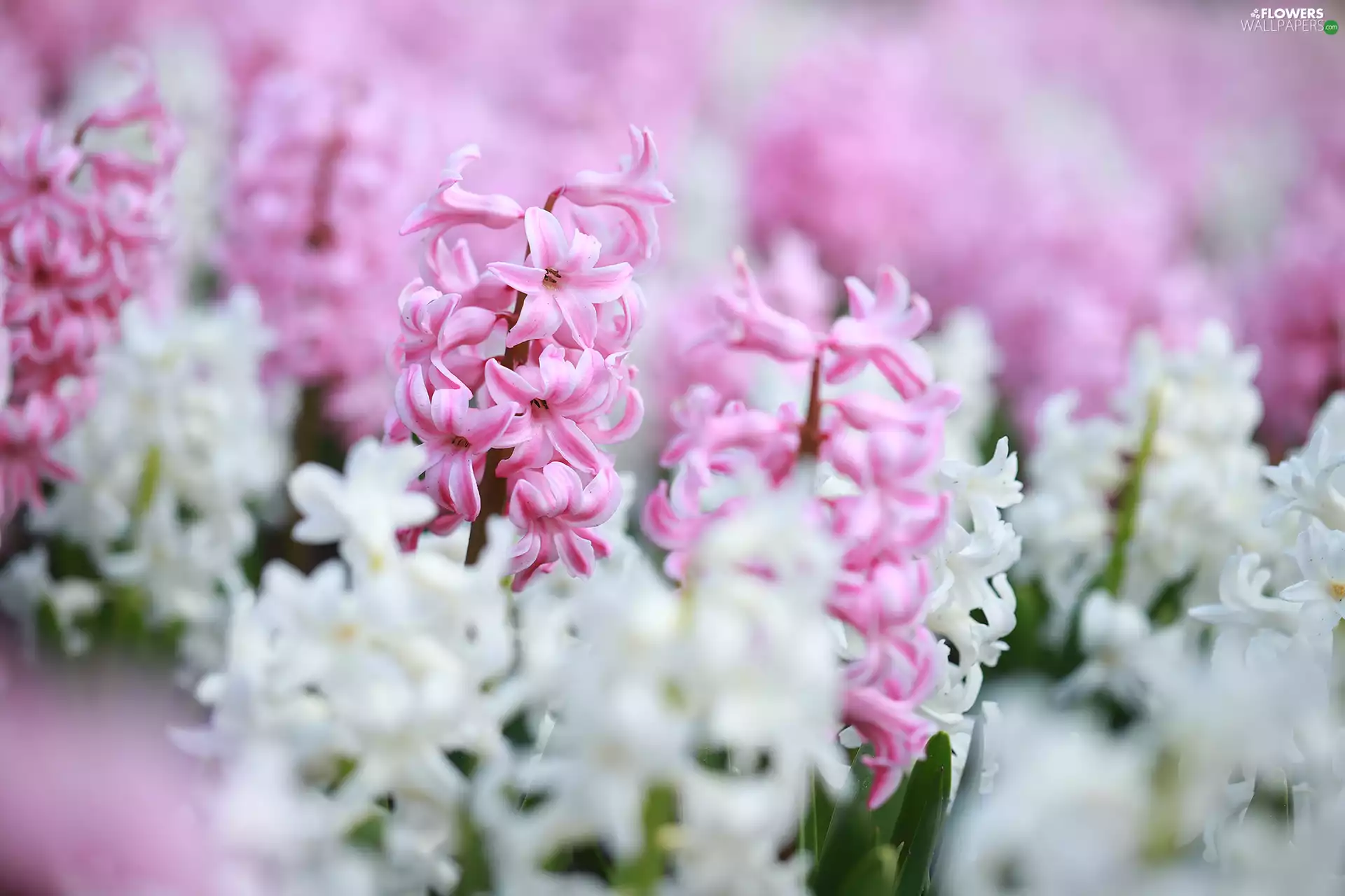 Hyacinths, Pink, White