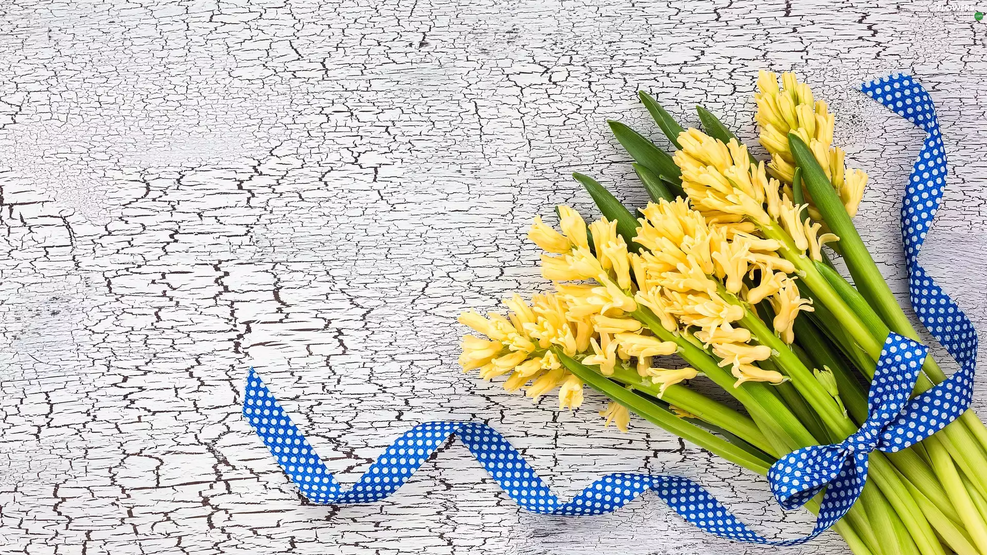 Yellow, Blue, ribbon, Hyacinths
