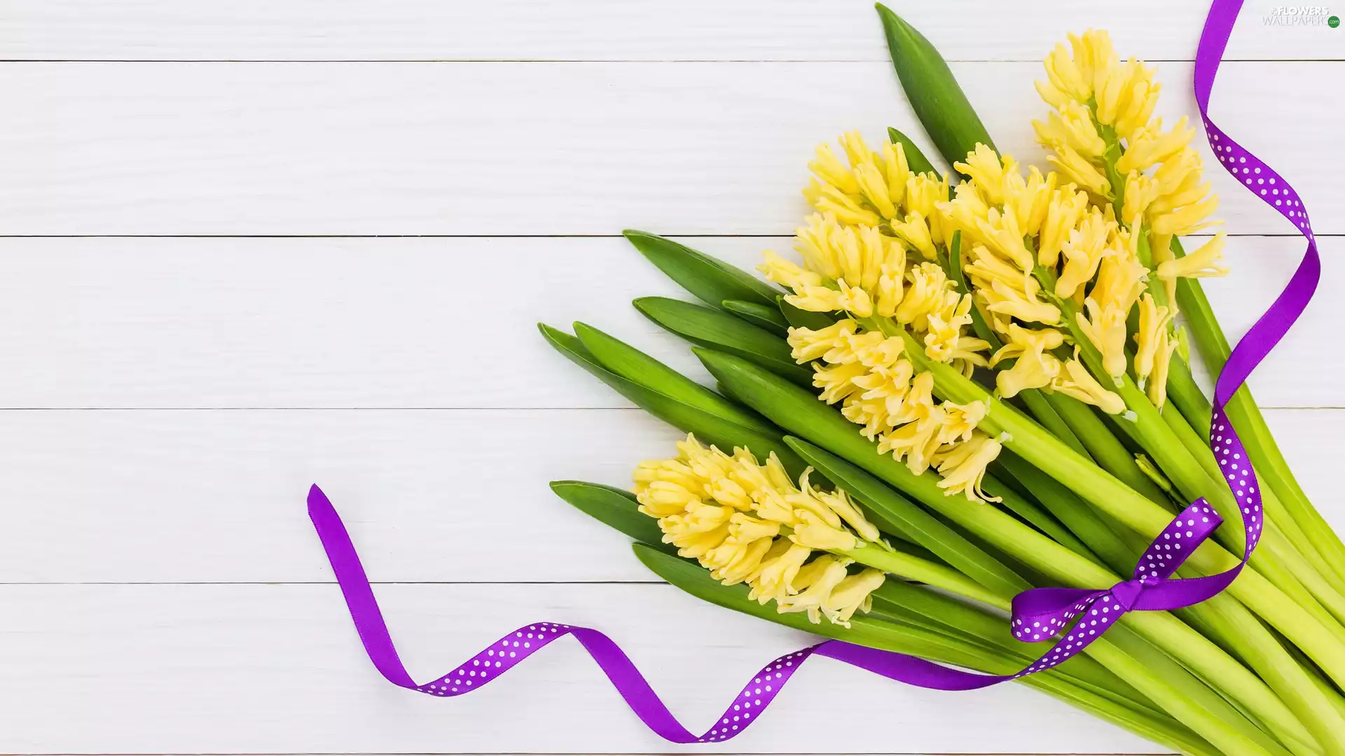 Yellow, Violet, ribbon, Hyacinths
