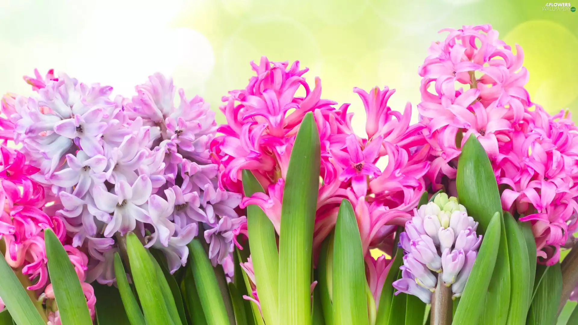Hyacinths