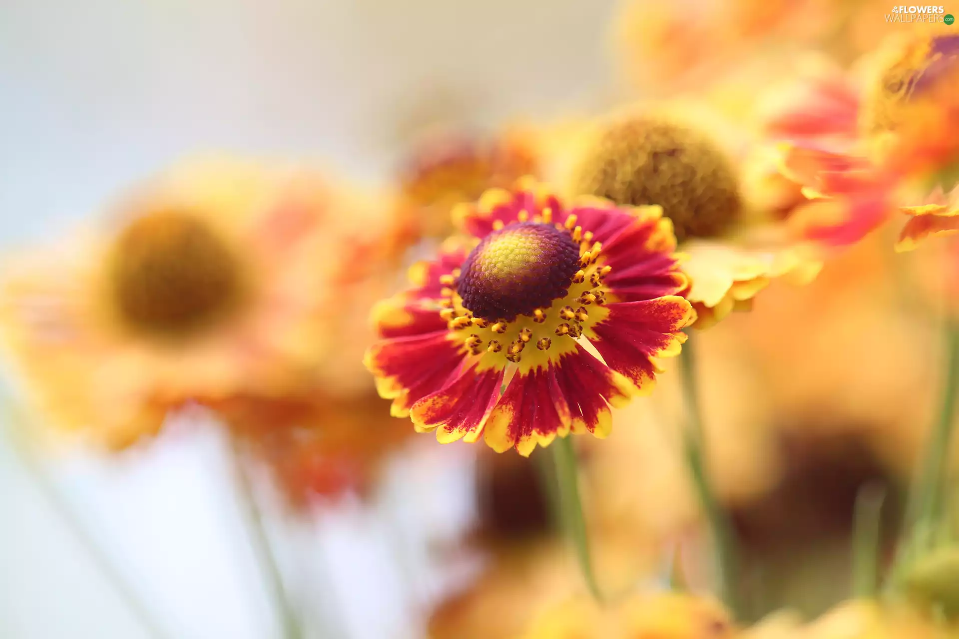 blurry background, Helenium Hybridum, Colourfull Flowers