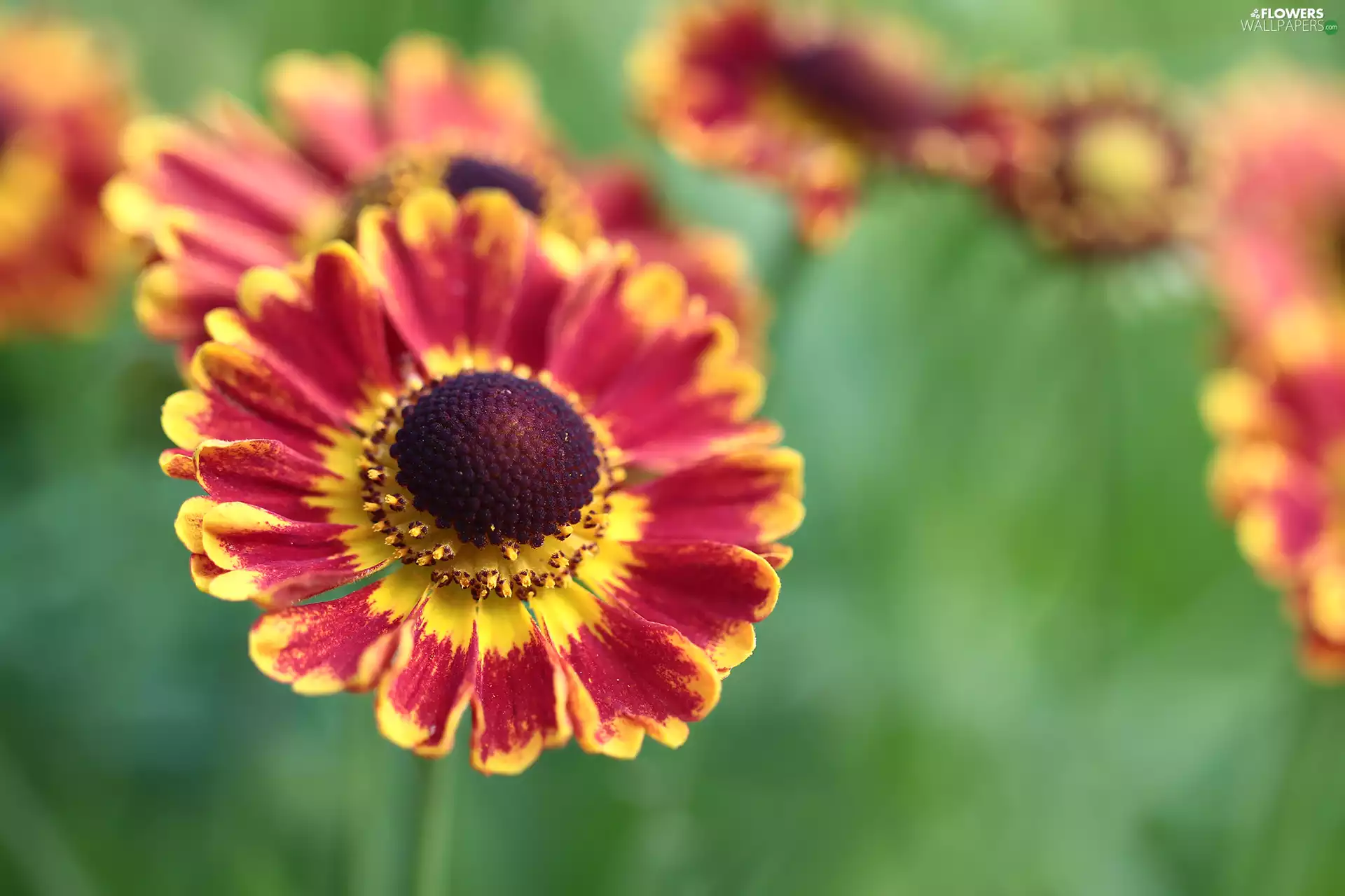 Red-Yellow, Helenium Hybridum, Colourfull Flowers