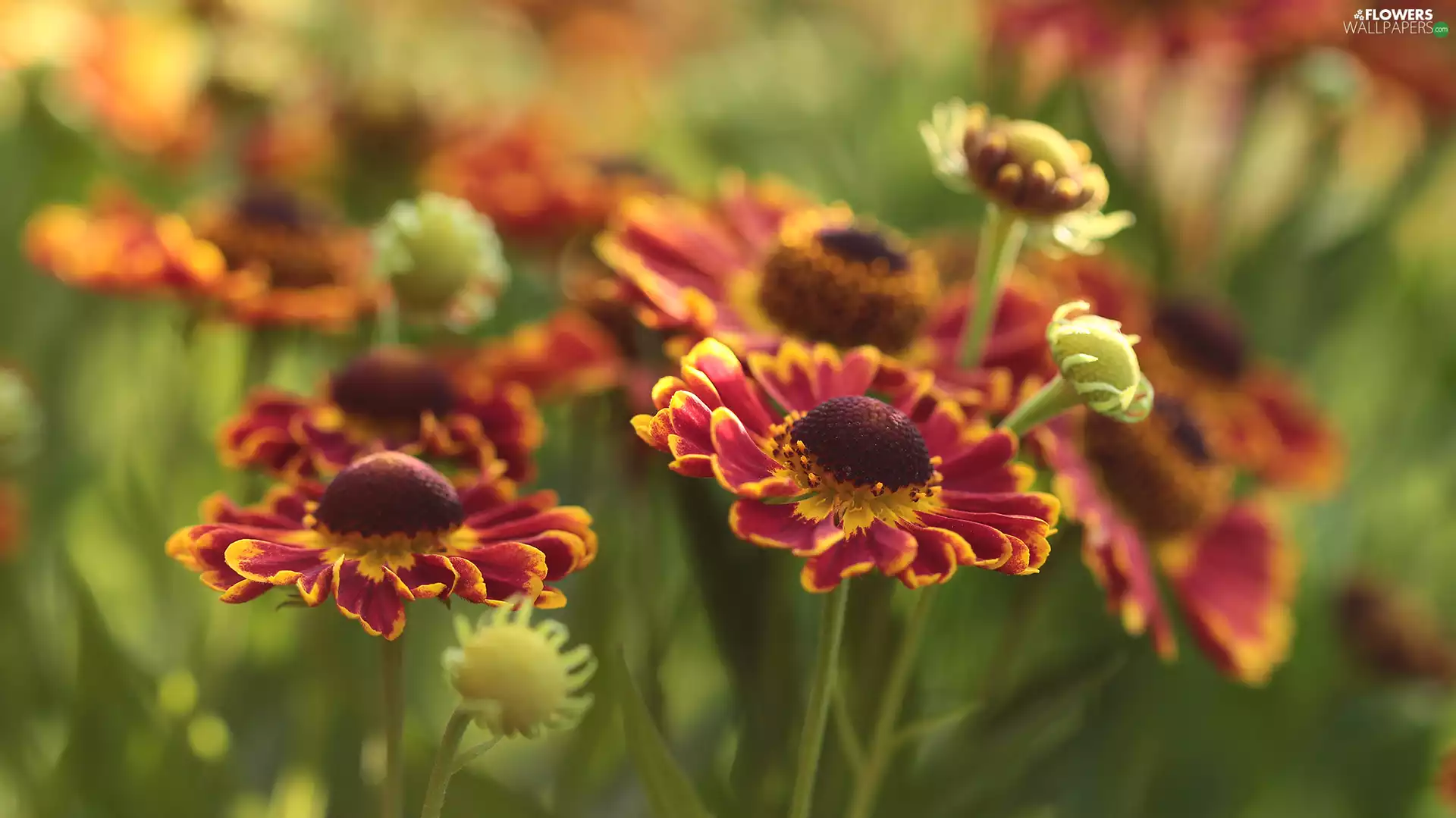 Helenium Hybridum, Flowers, rapprochement, Red