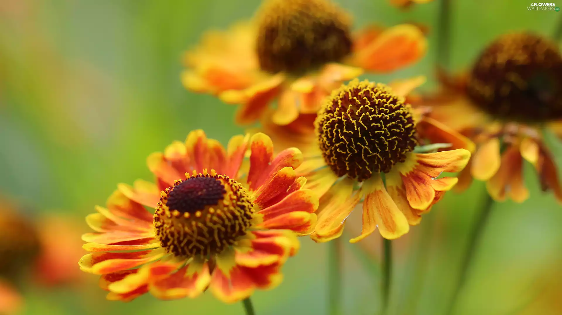 Helenium Hybridum, Red, Yellow, Flowers